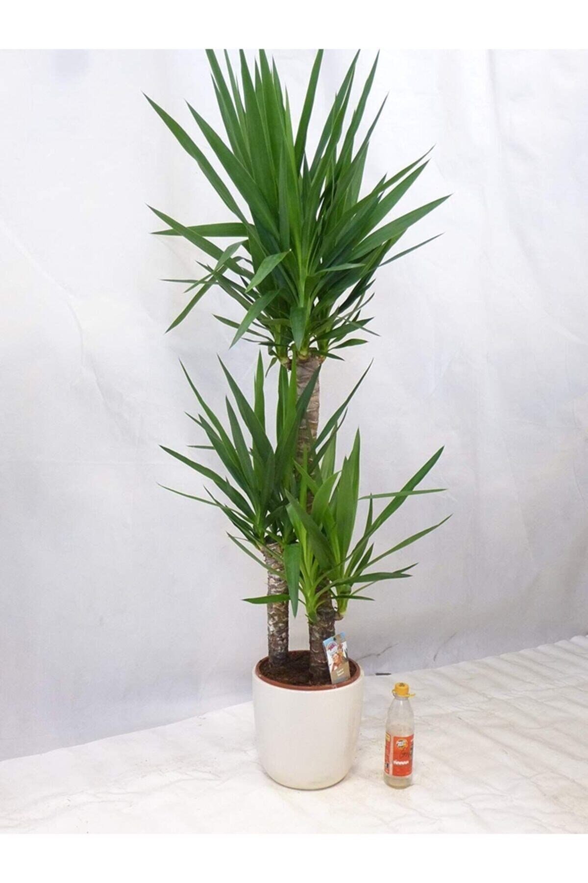 Yuka Bitkisi Yucca 3'lü +120 cm 1.Kalite Dolgun Form