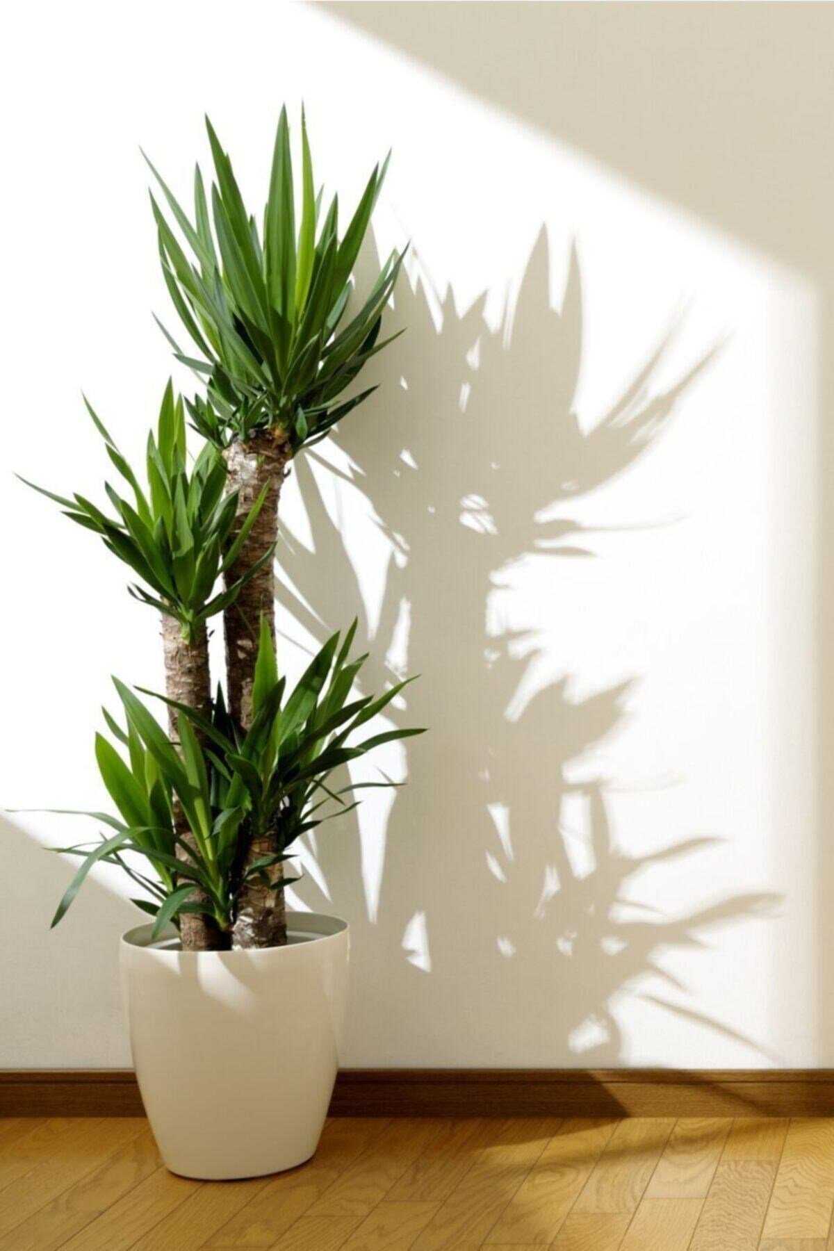 Yuka Bitkisi Yucca 3'lü +120 cm 1.Kalite Dolgun Form