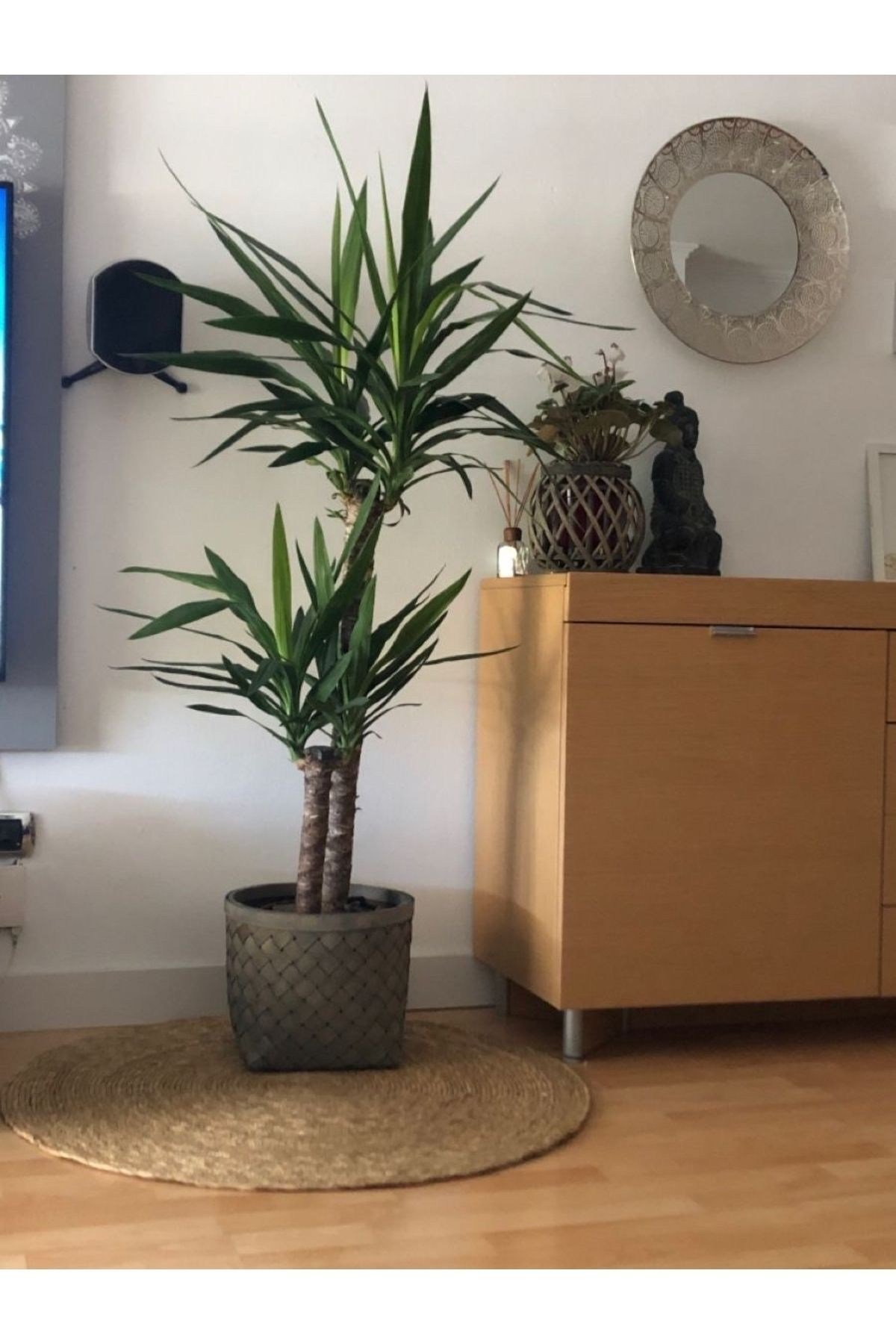 YUKA BİTKİSİ (Yucca Massengena) 2 Gövdeli 100-115 Cm