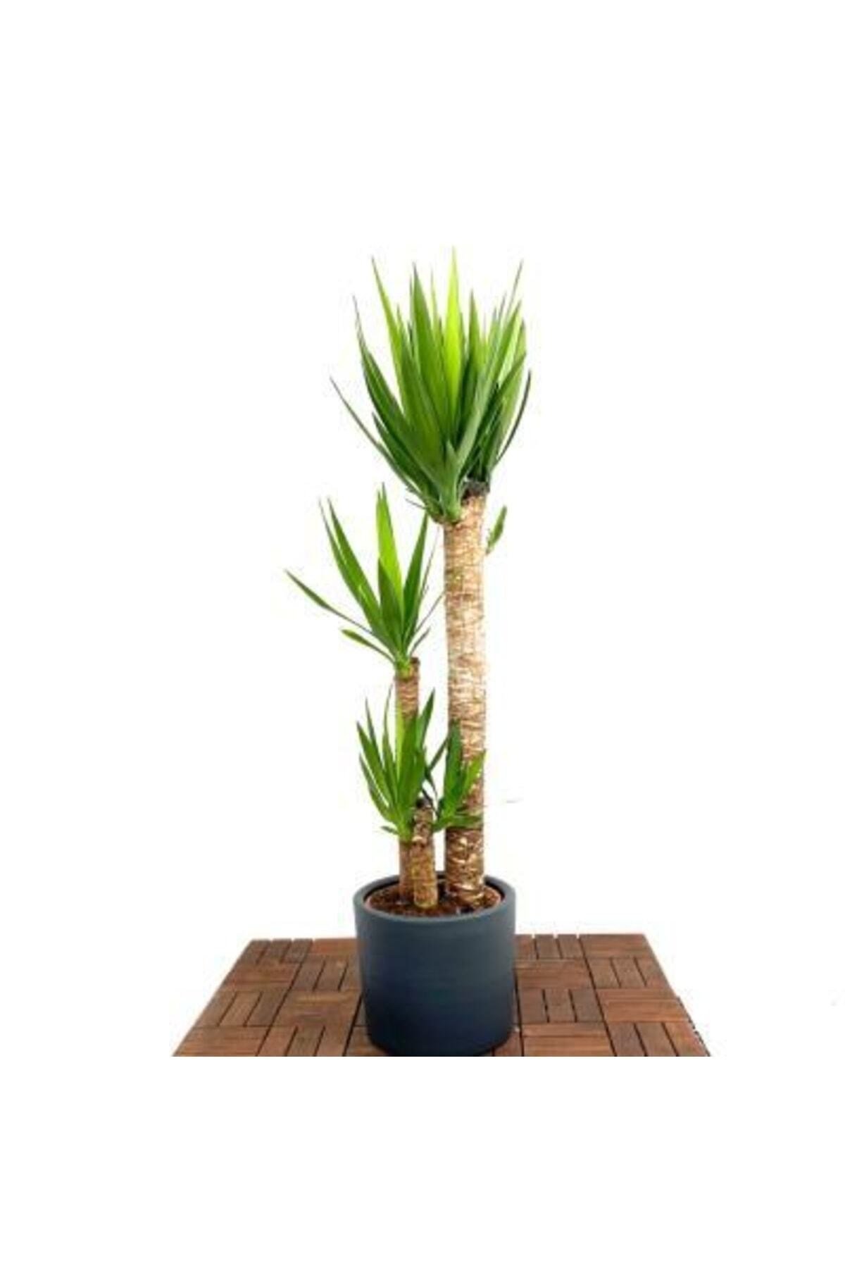 Yuka Bitkisi (yucca Massengena) Ruby Dekoratif Saksı Hediyeli 45-50 Cm