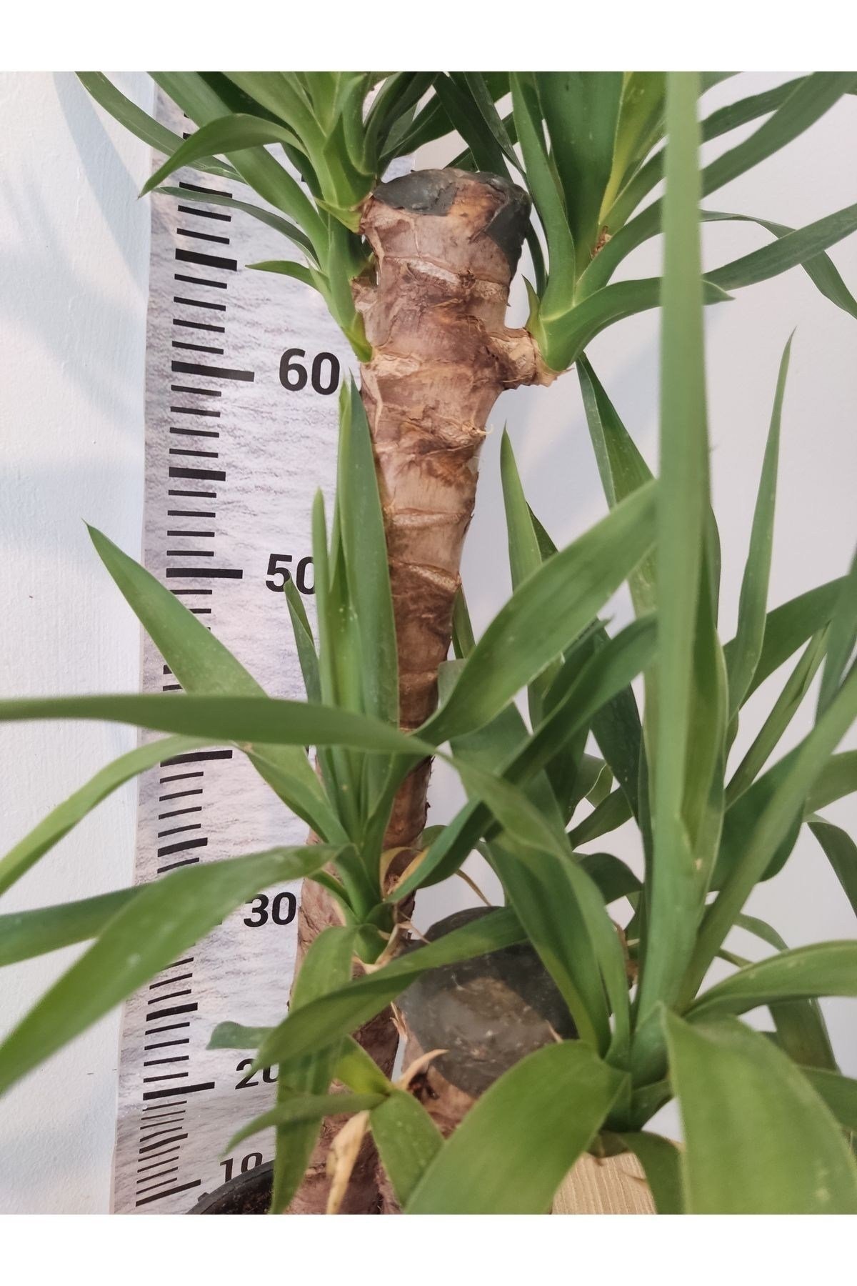 Yuka Iç Mekan Bitkisi (SPİNELESS YUCCA, YUCCA GİGANTEA) - Düşük Bakımlı, Güneşi Seven Bitki