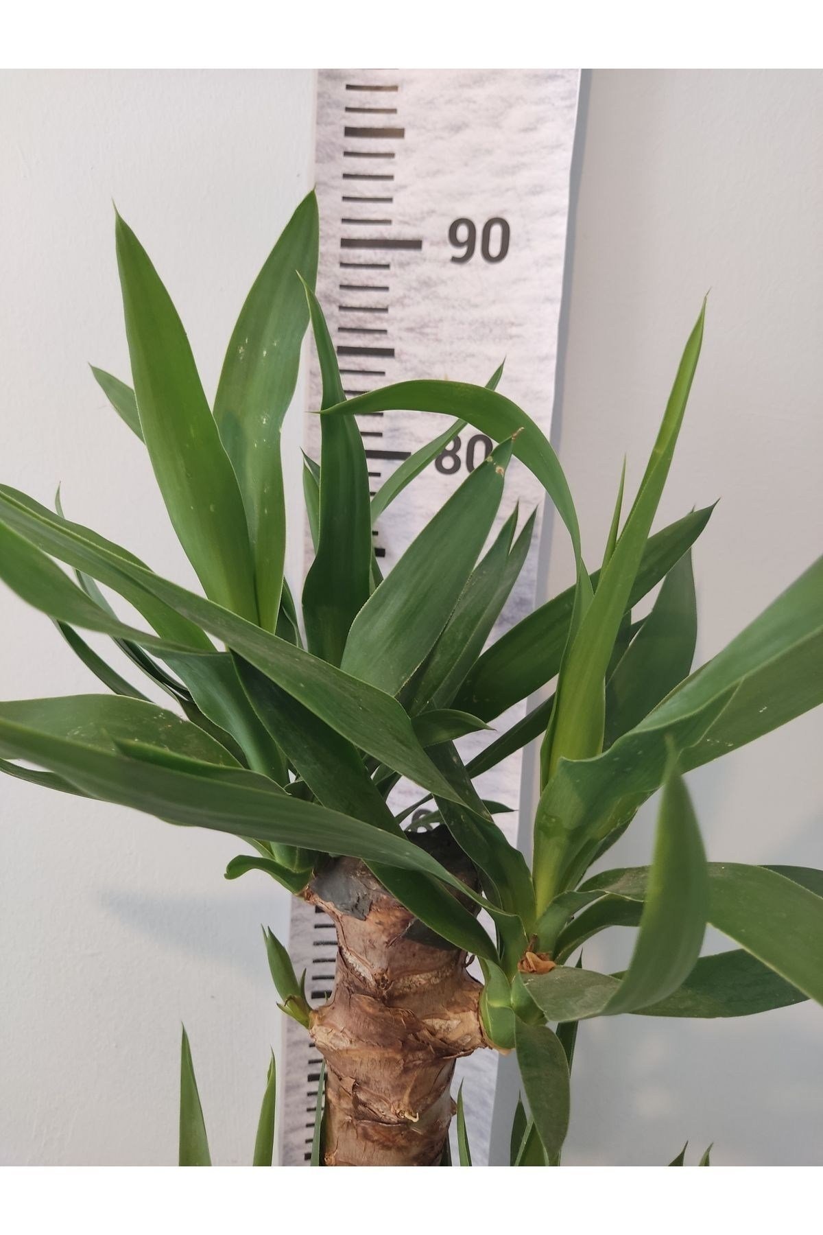 Yuka Iç Mekan Bitkisi (SPİNELESS YUCCA, YUCCA GİGANTEA) - Düşük Bakımlı, Güneşi Seven Bitki