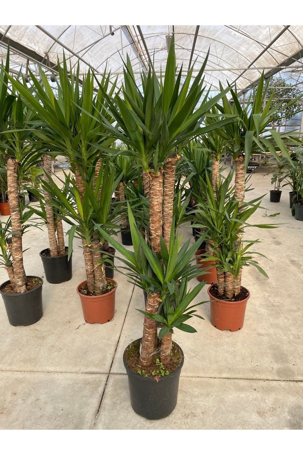Yuka Üç Kollu Yucca Bitkisi Yukka Ağacı 130-150 Cm
