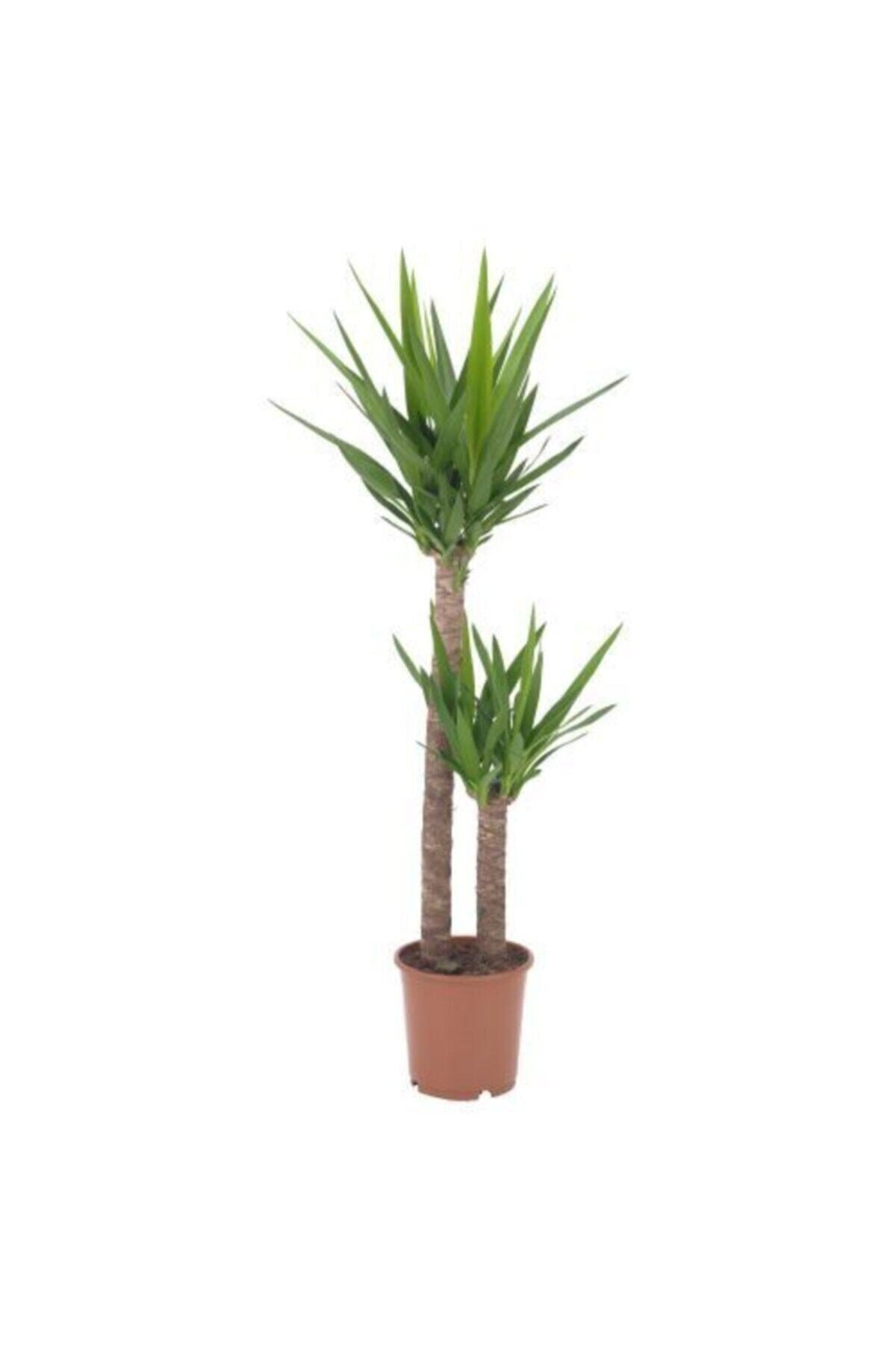 Yuka - Yucca Çiçeği / Iki Gövdeli 90 -100 Cm