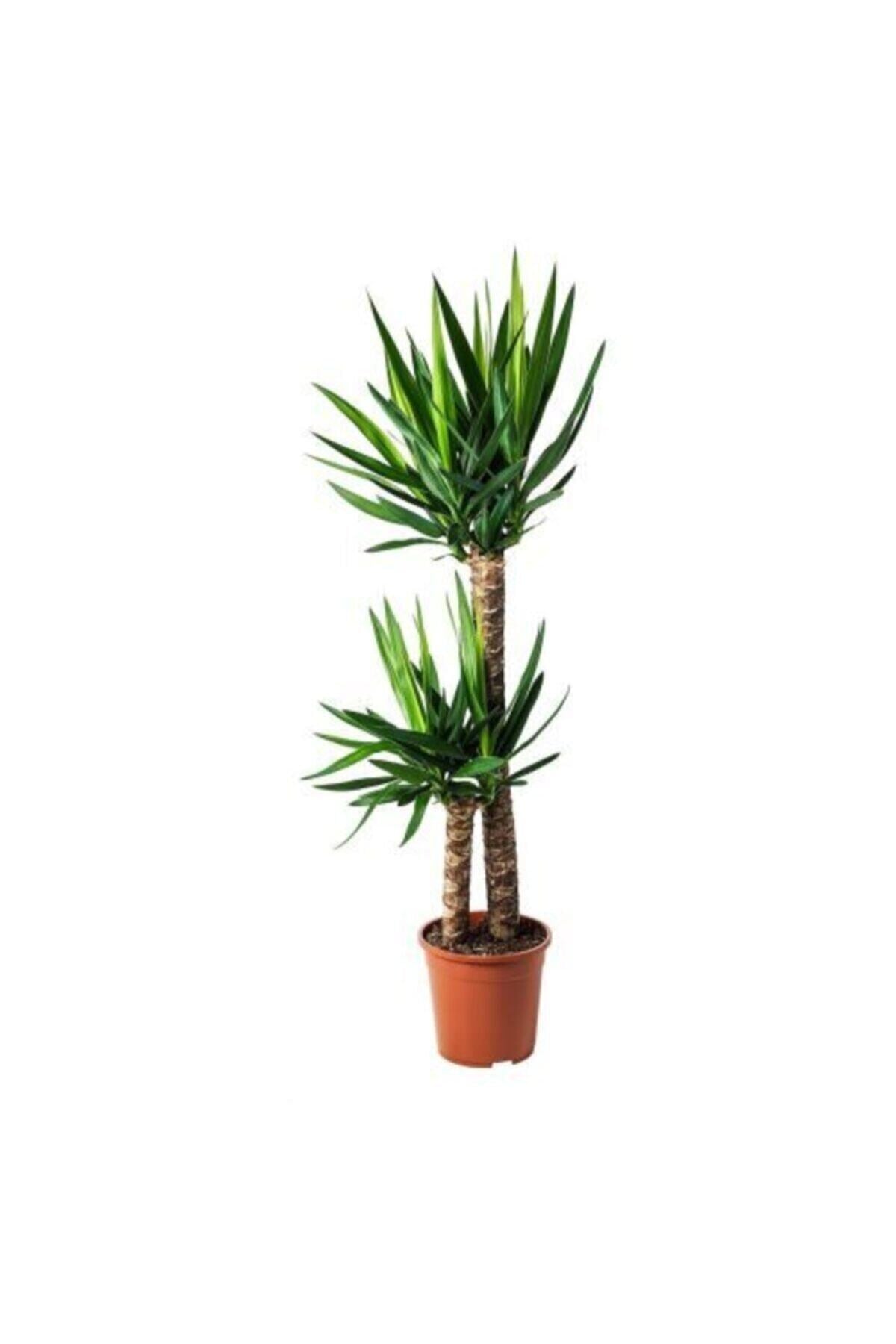 Yuka - Yucca Çiçeği / Iki Gövdeli 90 -100 Cm