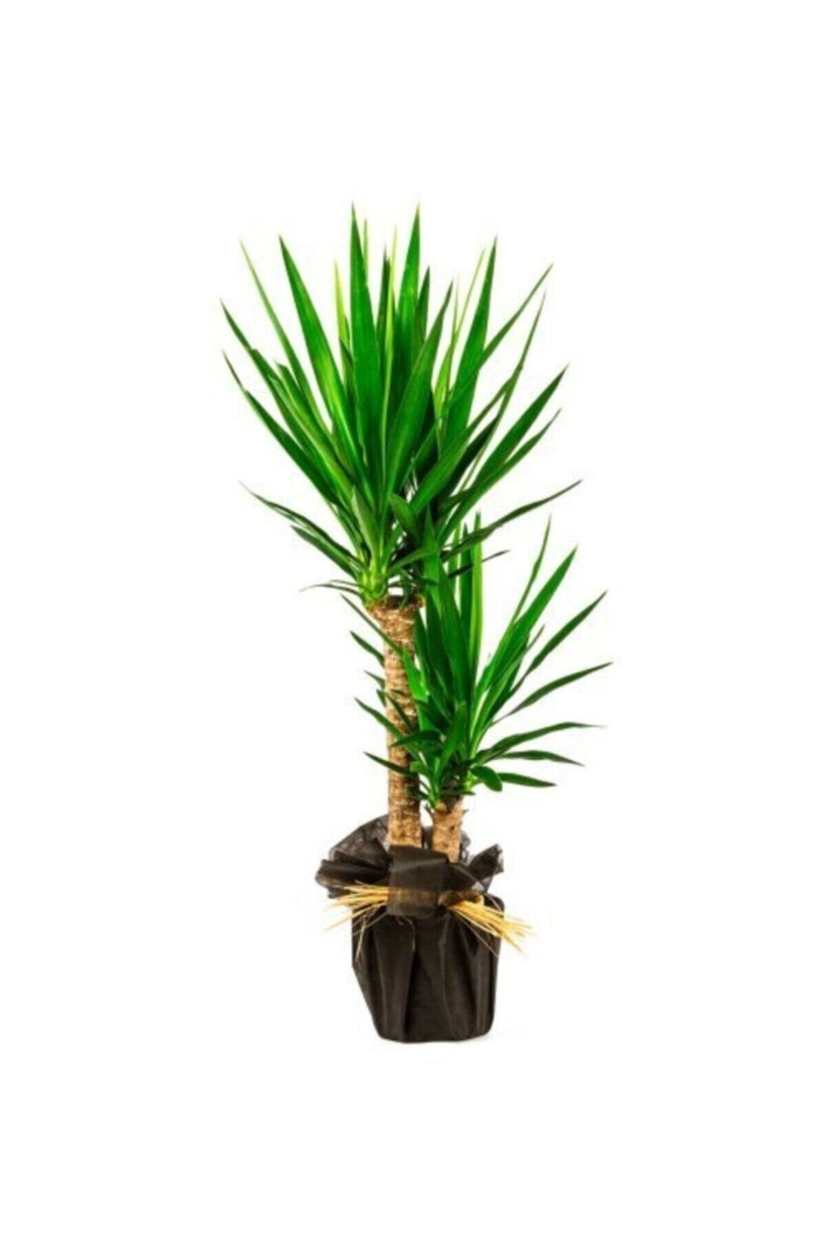 Yuka - Yucca Çiçeği / Iki Gövdeli 90 -100 Cm