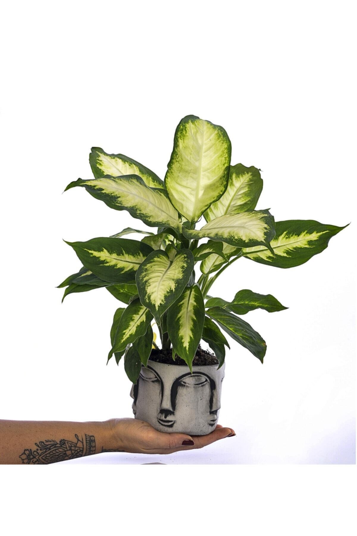 Yüz Saksıda Dieffenbachia Camilla Bitkisi