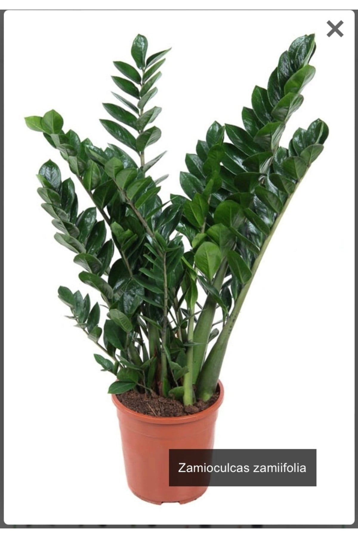 Zamia Bitkisi