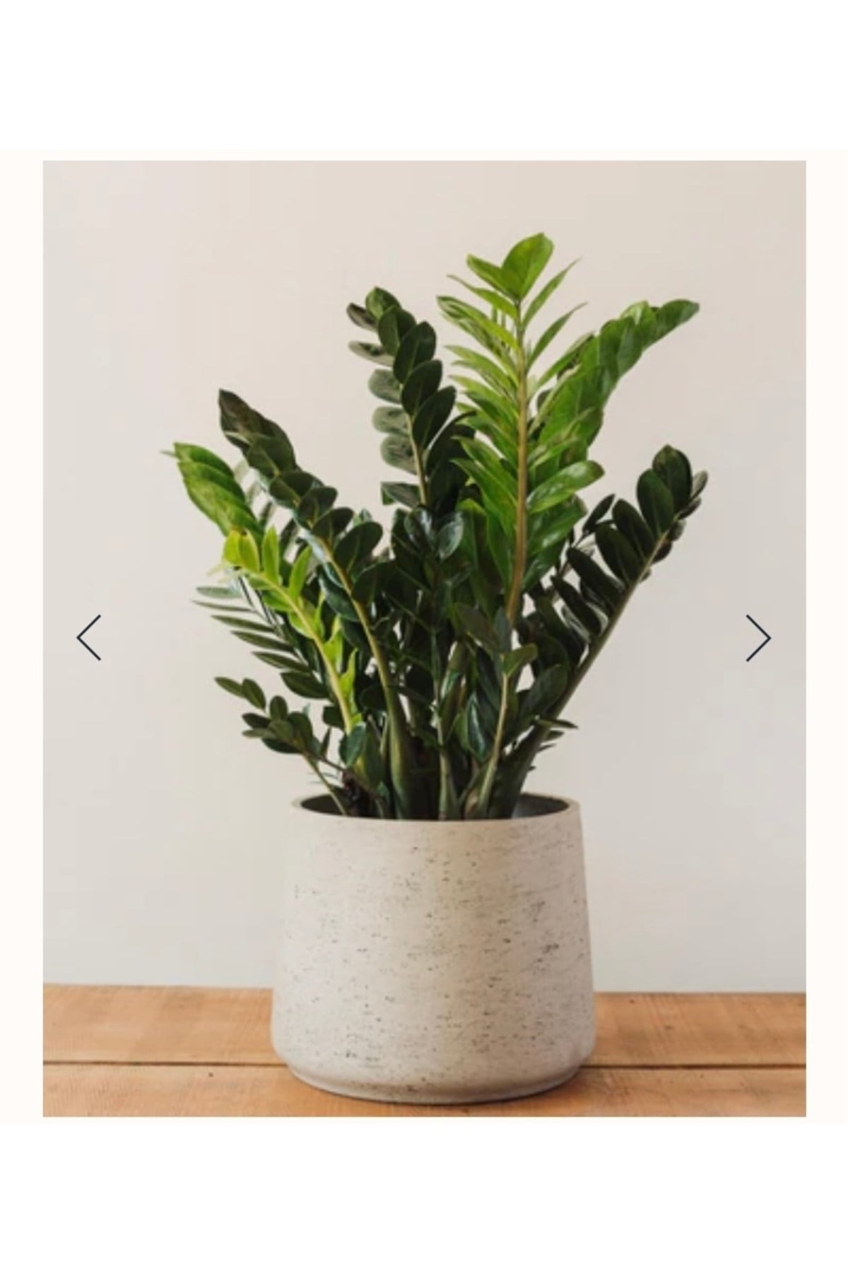 Zamia Bitkisi