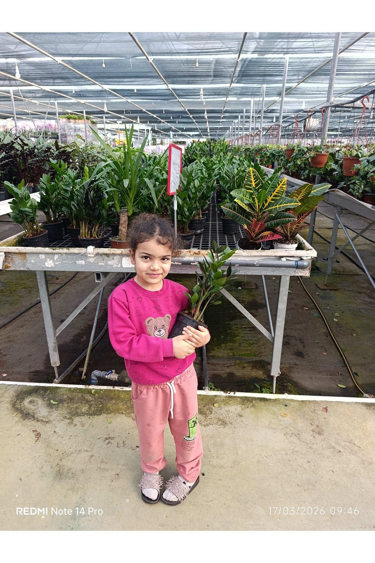 Zamia Bitkisi Dolgun Form Canlı Salon Çiçeği - Ölümsüz Bitki Zamioculcas Zamiifolia Saksılı