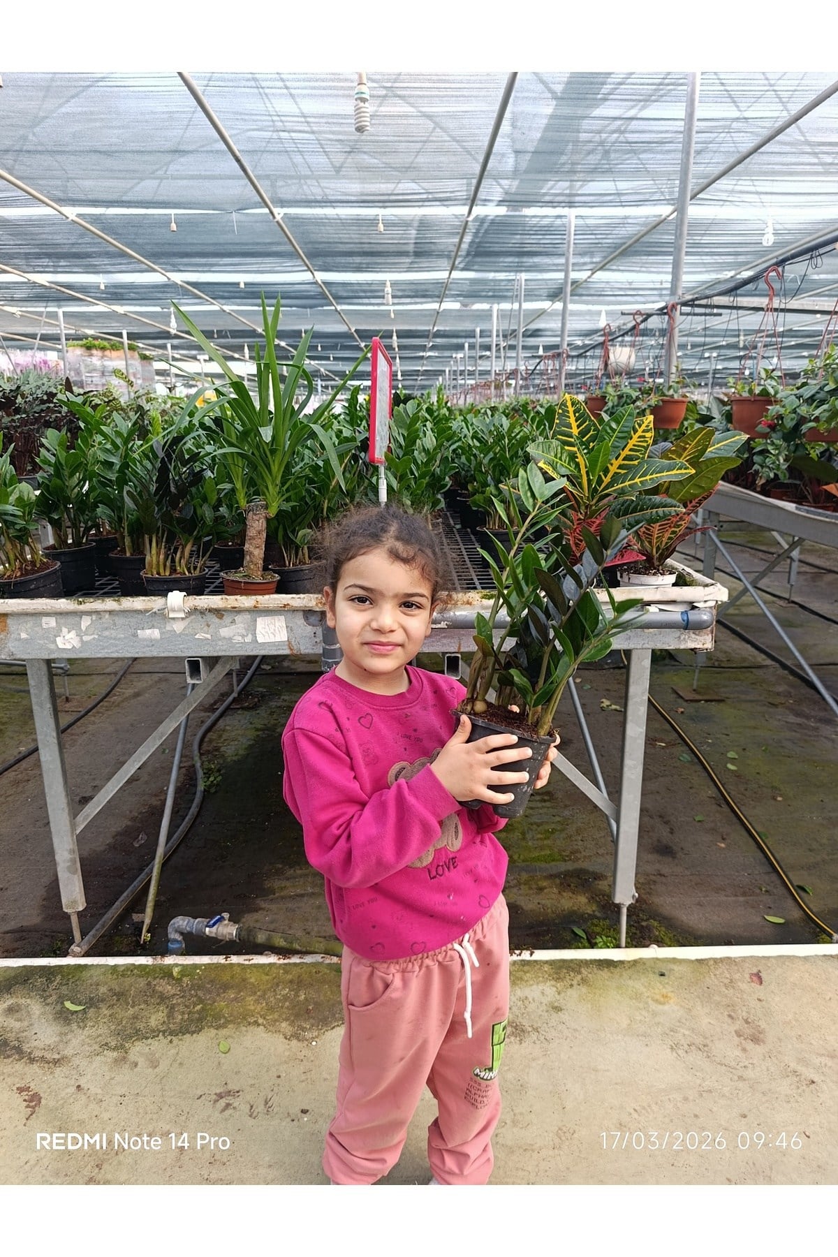 Zamia Bitkisi Dolgun Form Canlı Salon Çiçeği - Ölümsüz Bitki Zamioculcas Zamiifolia Saksılı