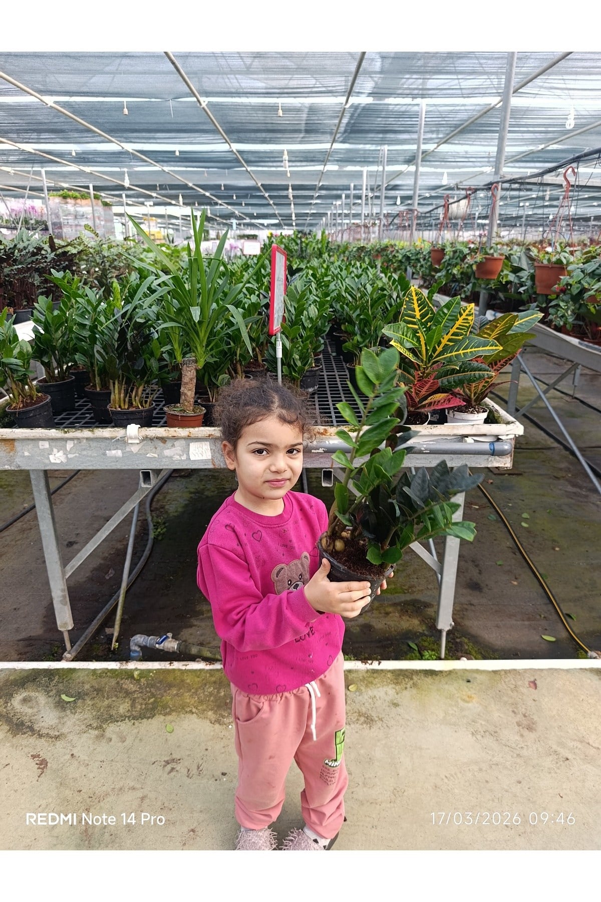Zamia Bitkisi Dolgun Form Canlı Salon Çiçeği - Ölümsüz Bitki Zamioculcas Zamiifolia Saksılı