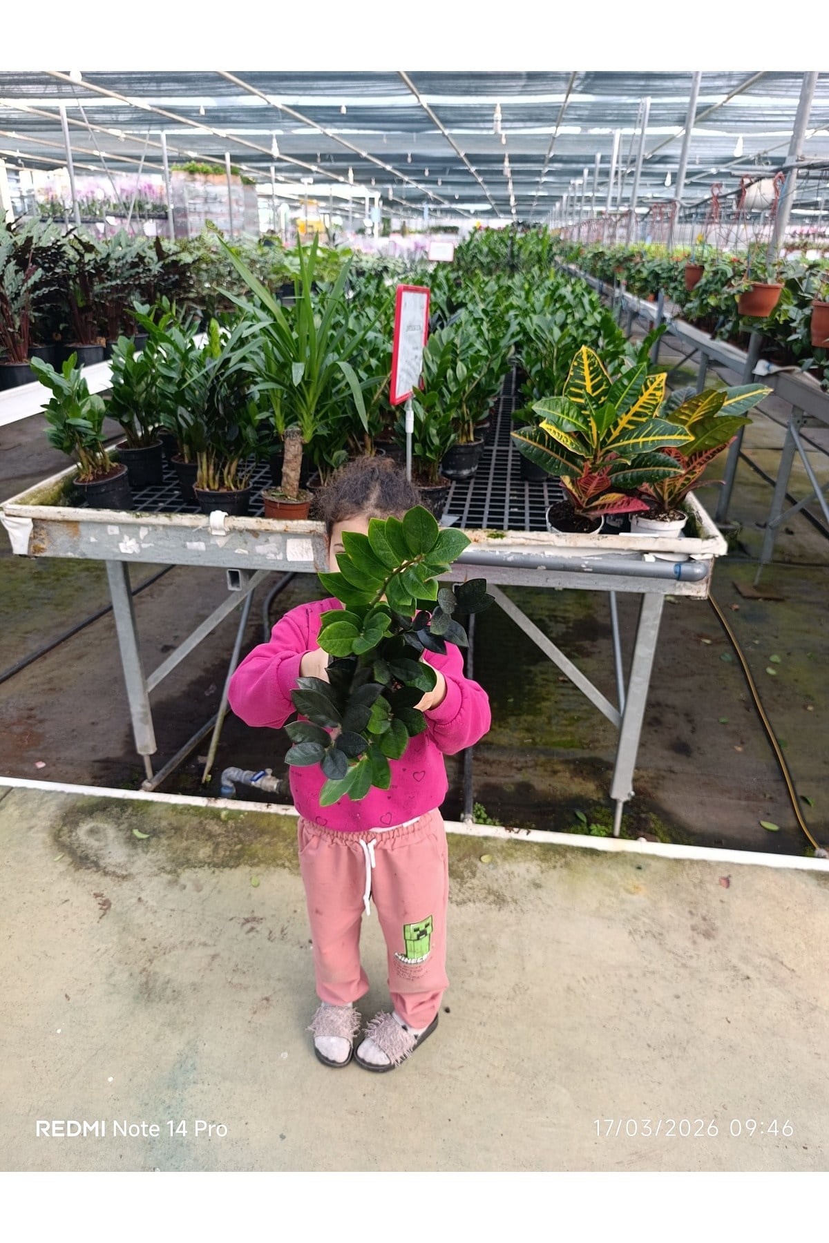 Zamia Bitkisi Dolgun Form Canlı Salon Çiçeği - Ölümsüz Bitki Zamioculcas Zamiifolia Saksılı