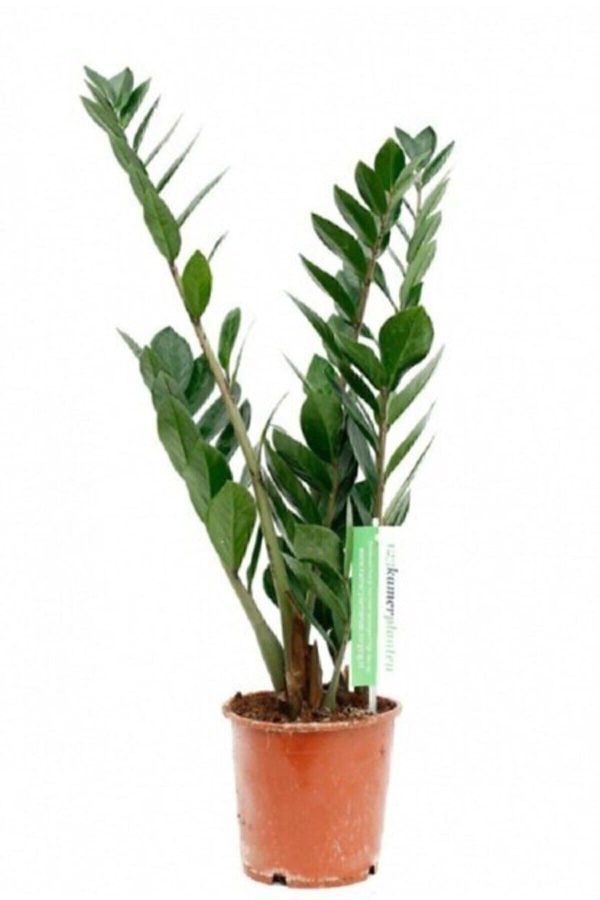 Zamia Bitkisi - Zamioculcas / Zümrüt Palmiyesi