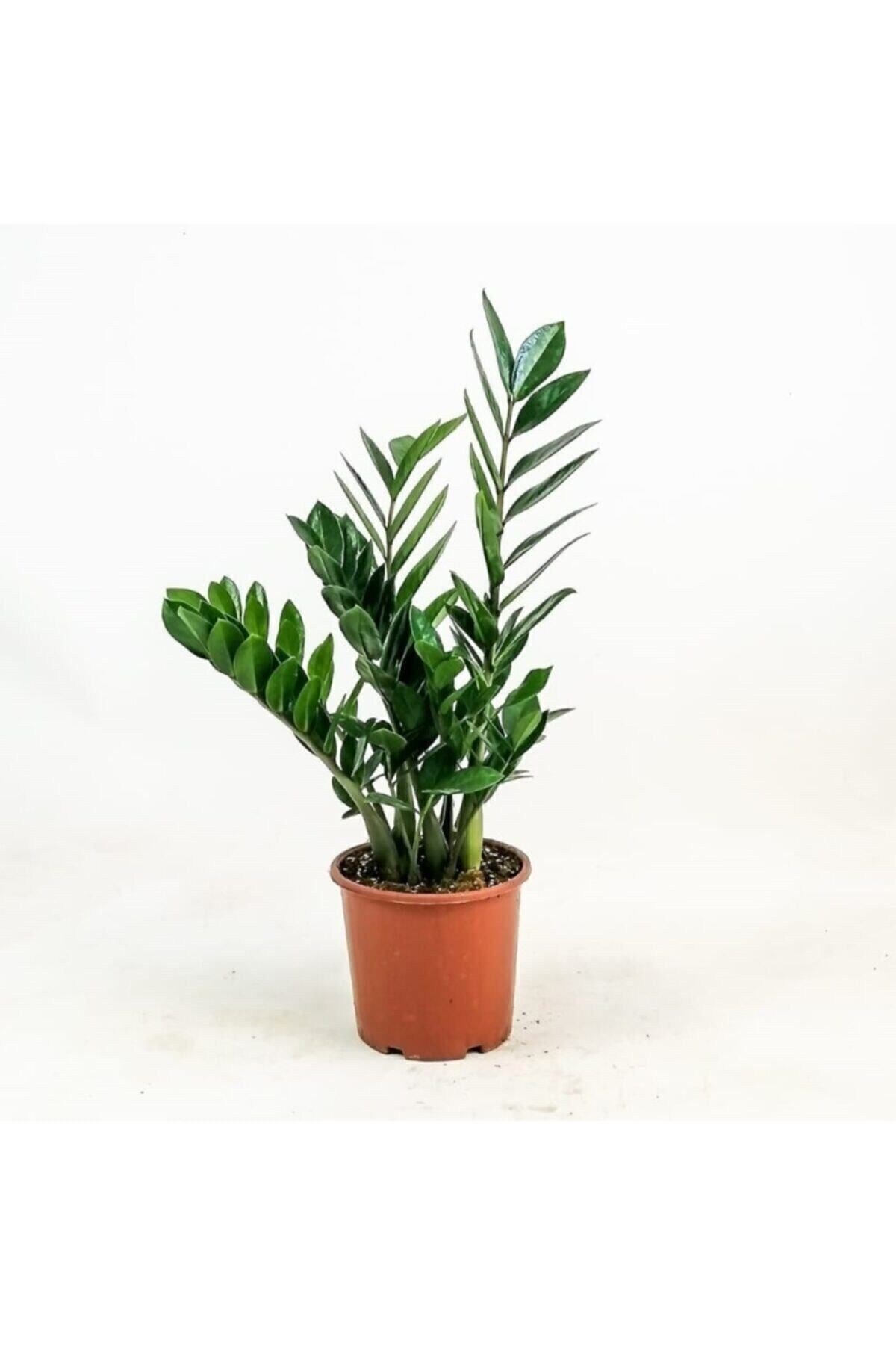 Zamia Bitkisi - Zamioculcas / Zümrüt Palmiyesi