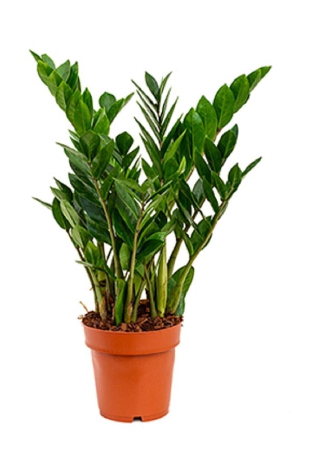 Zamia Çiçeği Zeze Çiçeği Zamia Bitkisi Zamioculcas Ev Bitkisi Ofis Bitkisi Salon Bitkisi