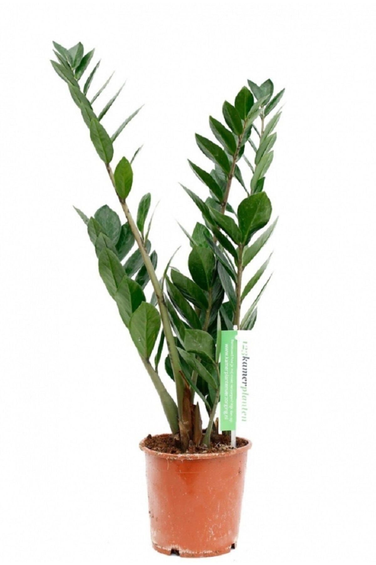 Zamia Çiçeği Zeze Çiçeği Zamia Bitkisi Zamioculcas Ev Bitkisi Ofis Bitkisi Salon Bitkisi