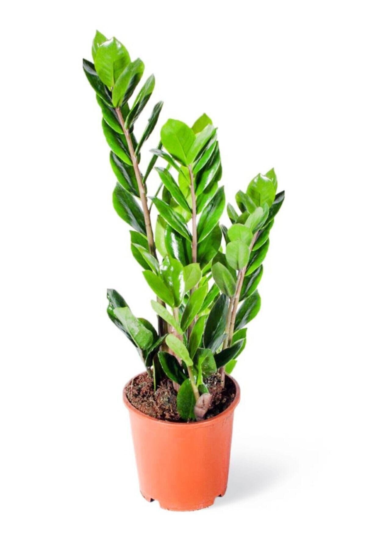Zamia Zamioculcas Zamiifolia - Zeze Çiçeği - Ev Ofis Salon Iç Mekan Bitkisi - 40 Cm