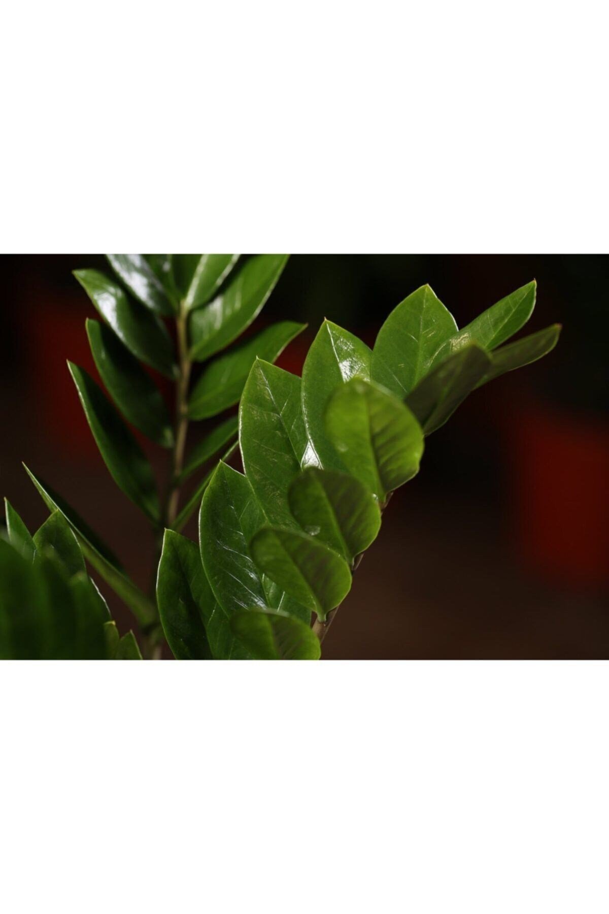 Zamia Zamioculcas Zamiifolia - Zeze Çiçeği - Ev Ofis Salon Bitkisi