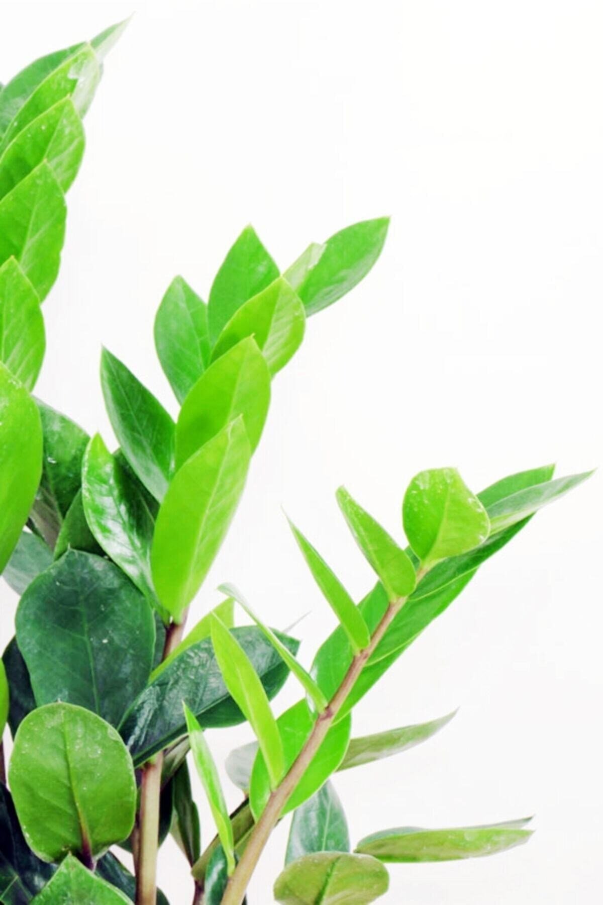 Zamia Zamioculcas Zamiifolia - Zeze Çiçeği - Ev Ofis Salon Iç Mekan Bitkisi - 40 Cm