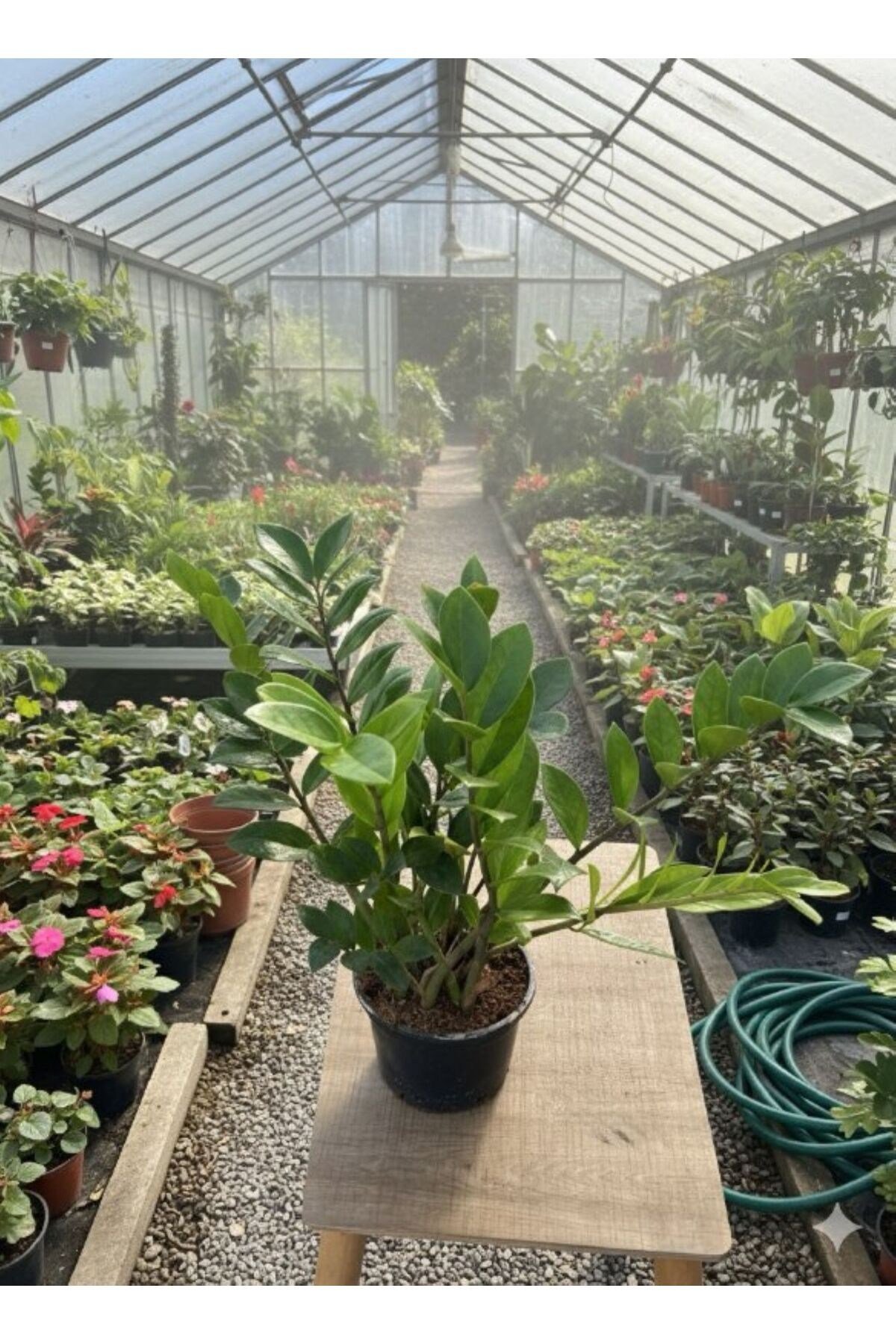 Zamioculcas Zamiifolia (ZZ Bitkisi) - Zeze Çiçeği - Zamya Bitkisi (Hava Temizleyen Bitki)