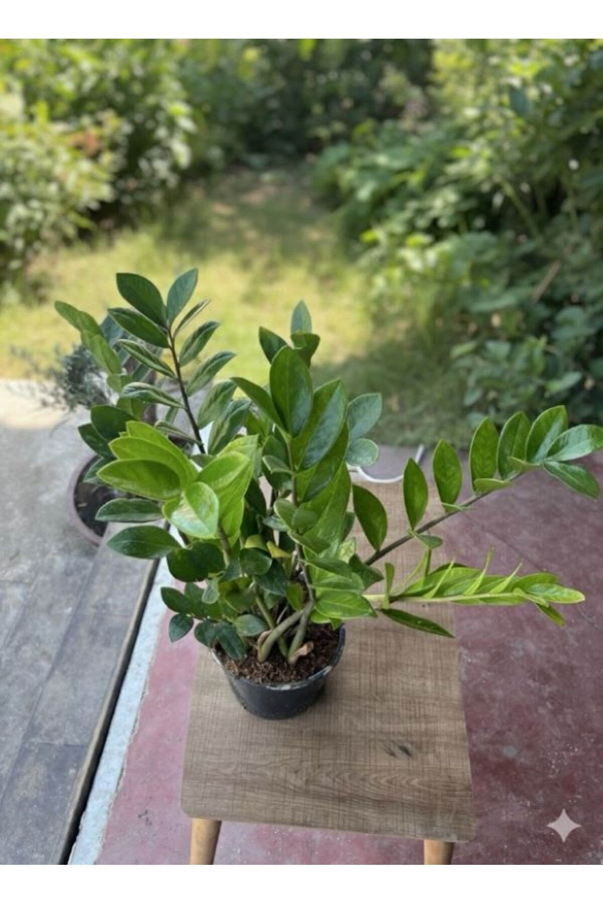 Zamioculcas Zamiifolia (ZZ Bitkisi) - Zeze Çiçeği - Zamya Bitkisi (Hava Temizleyen Bitki)