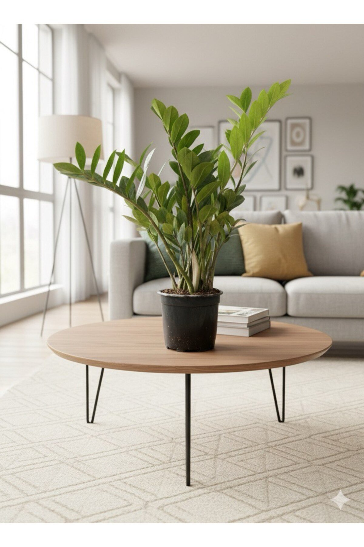Zamioculcas Zamiifolia (ZZ Bitkisi) - Zeze Çiçeği - Zamya Bitkisi (Hava Temizleyen Bitki)