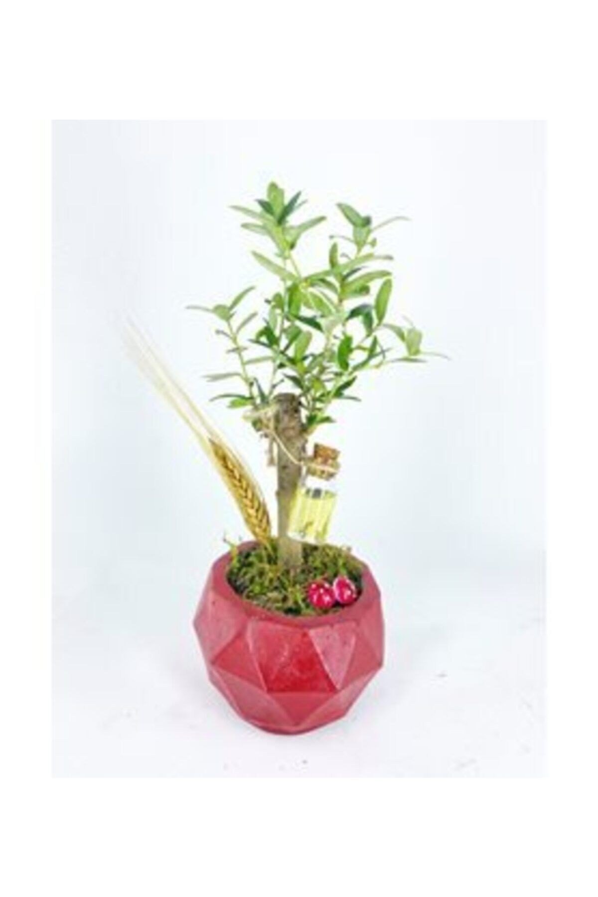 Zeytin Ağacı Bonsai & Kırmızı Geometrik Beton Saksıda Lik Canlı Çiçek