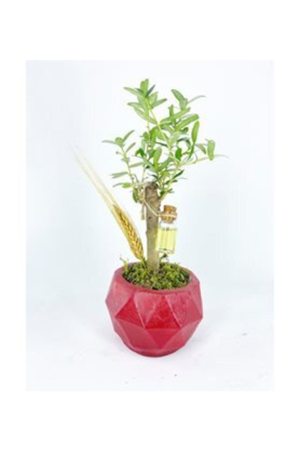 Zeytin Ağacı Bonsai & Kırmızı Geometrik Beton Saksıda Lik Canlı Çiçek