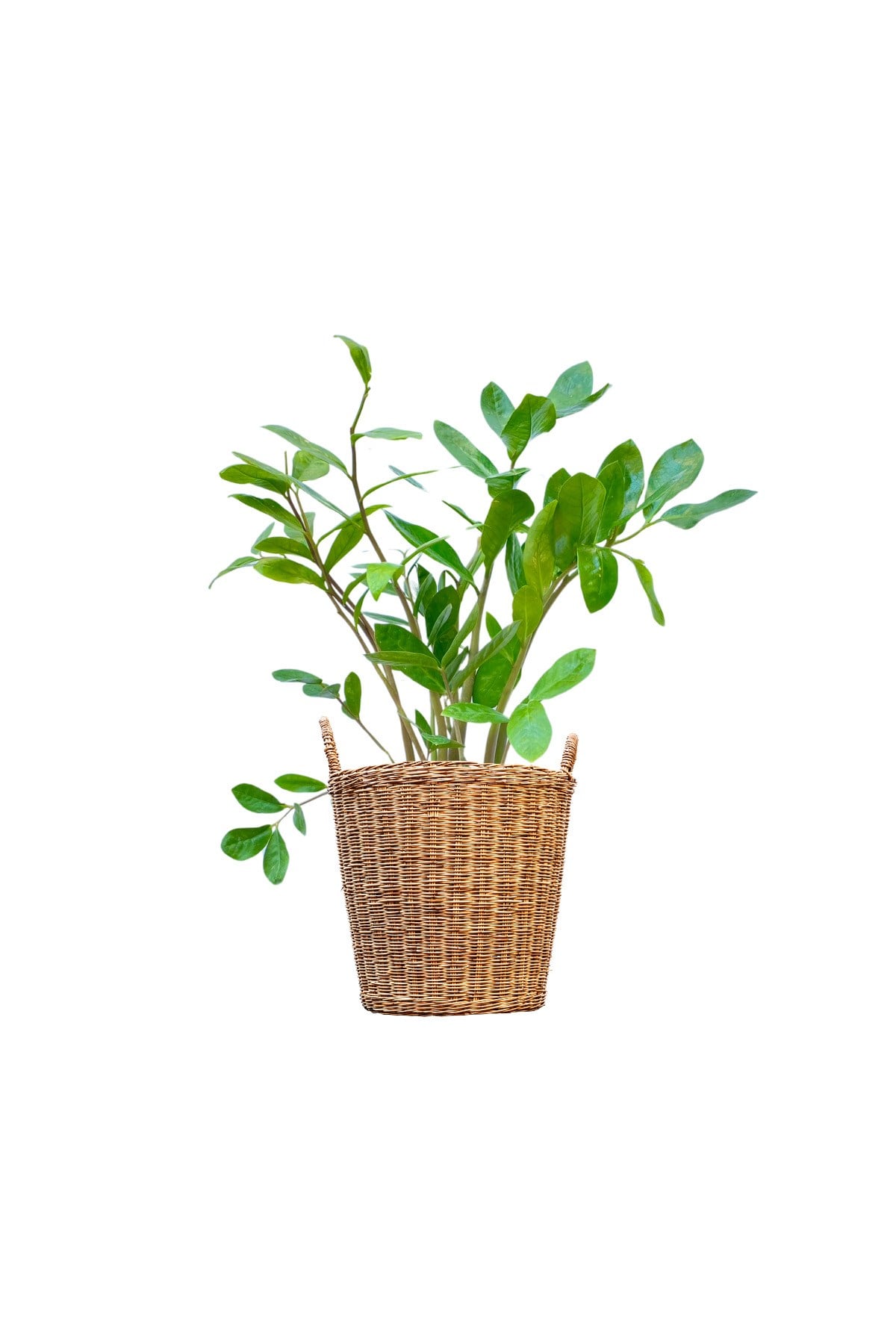 Zeze Çiçeği Zamia Zamioculcas Zamiifolia - Iç Mekan Bitkisi
