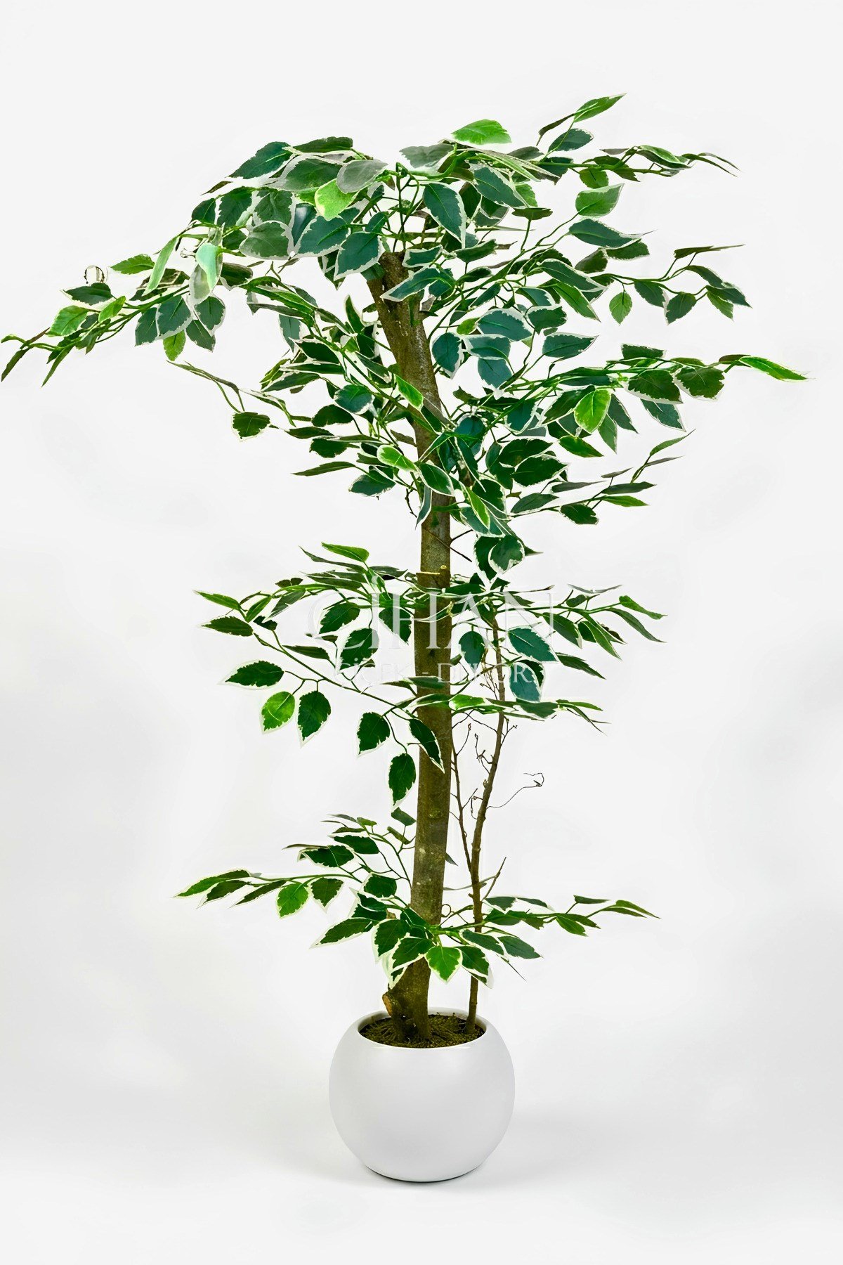 120 cm Yapay Ficus Ağacı Beyaz 27x33 Küre Saksılı