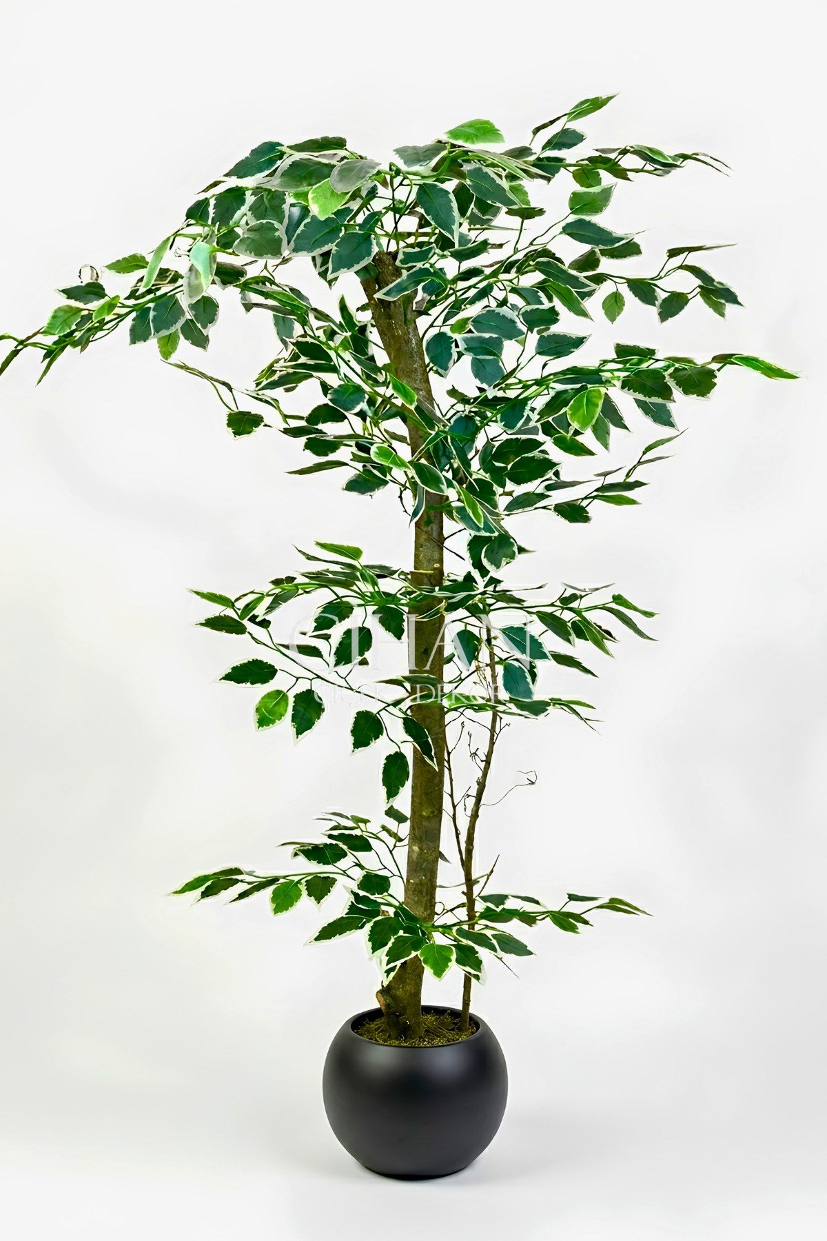 120 cm Yapay Ficus Ağacı Siyah 27x33 Küre Saksılı