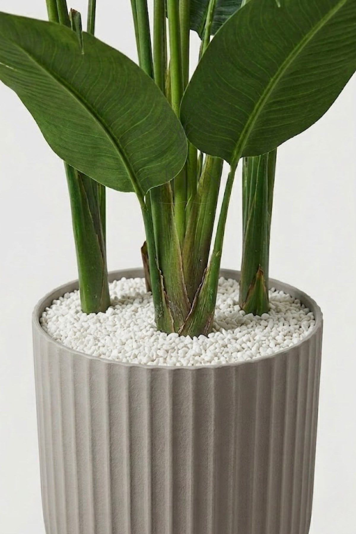 5'li Muz Ağaçı 150cm