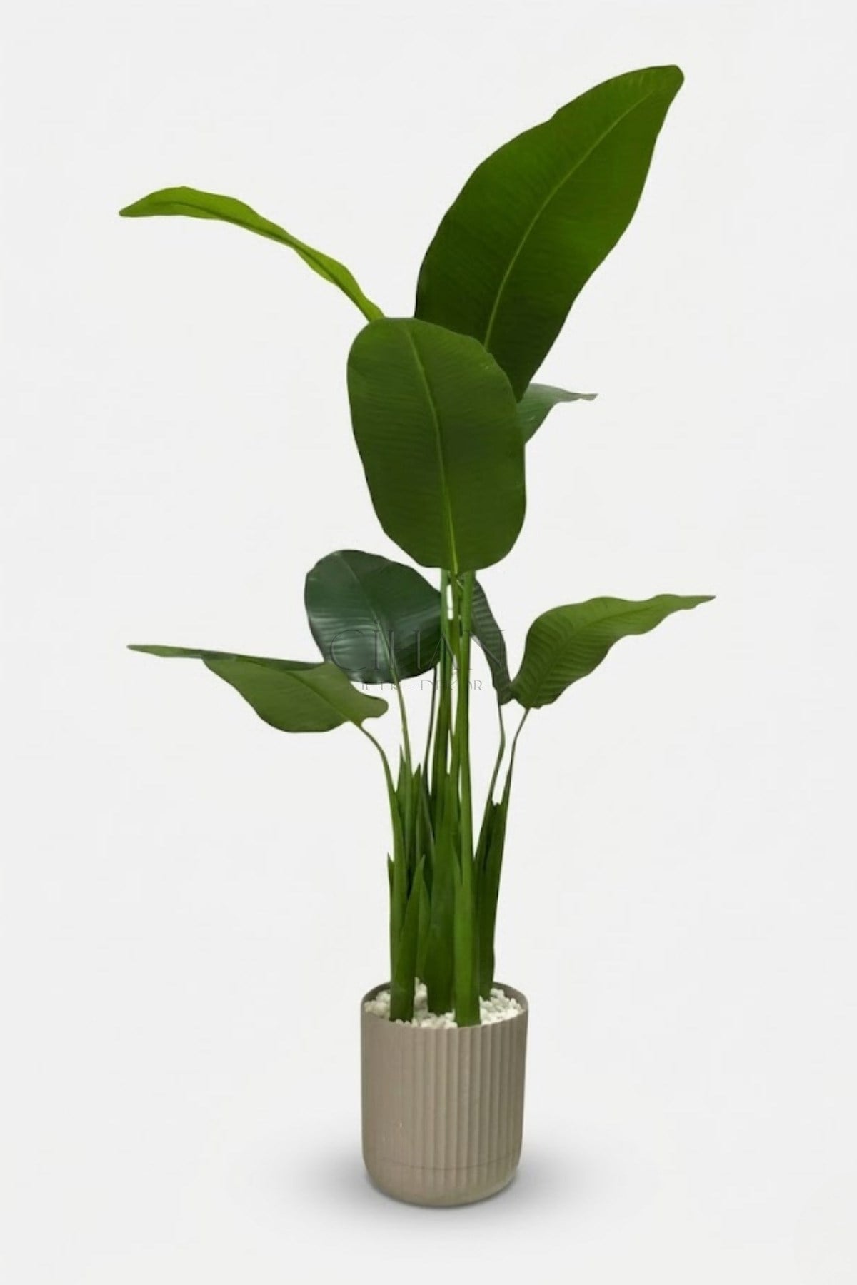 5'li Muz Ağaçı 150cm