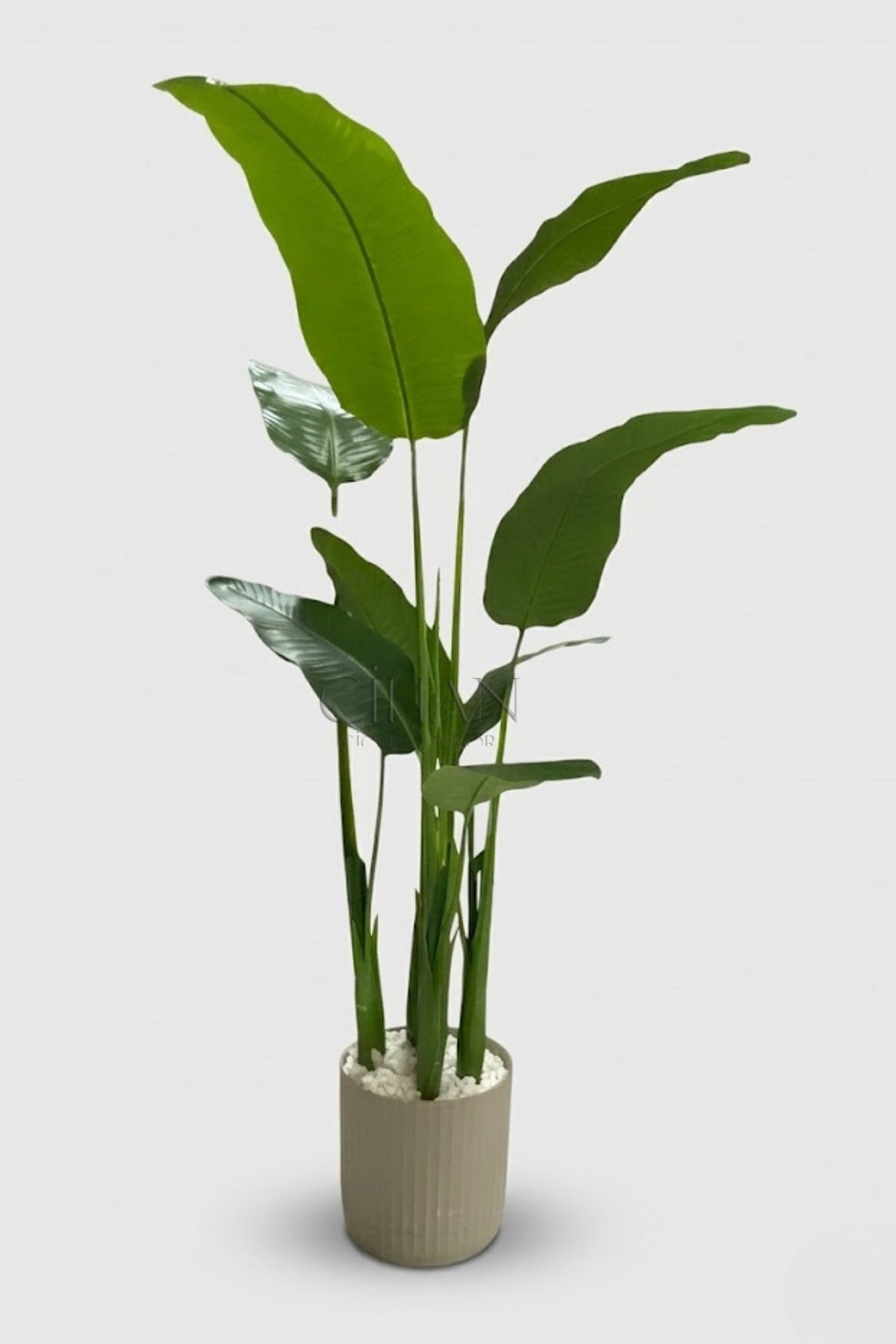 5'li Muz Ağaçı 150cm