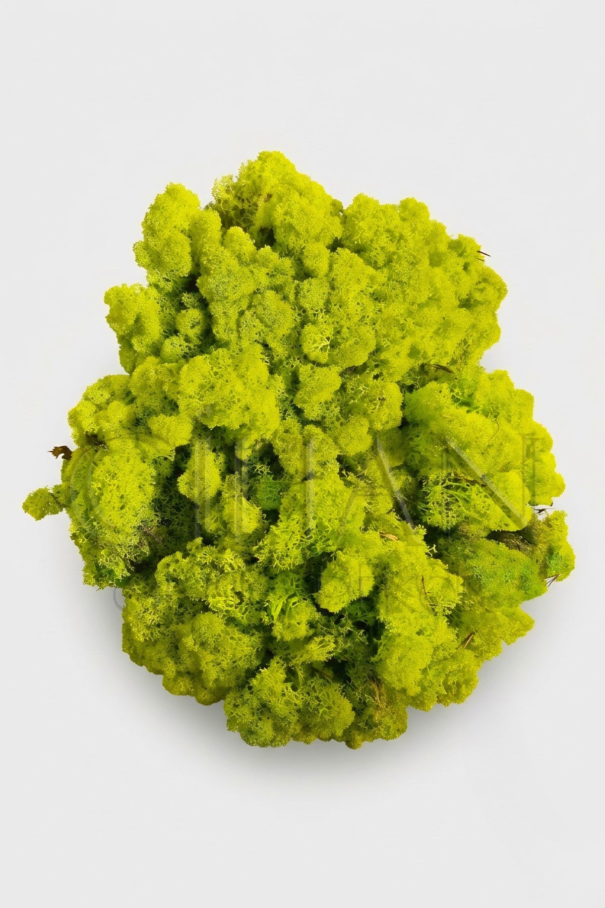 Açık Yeşil Şoklanmış Norveç Moss (Ren Geyiği Yosunu) 500 gr