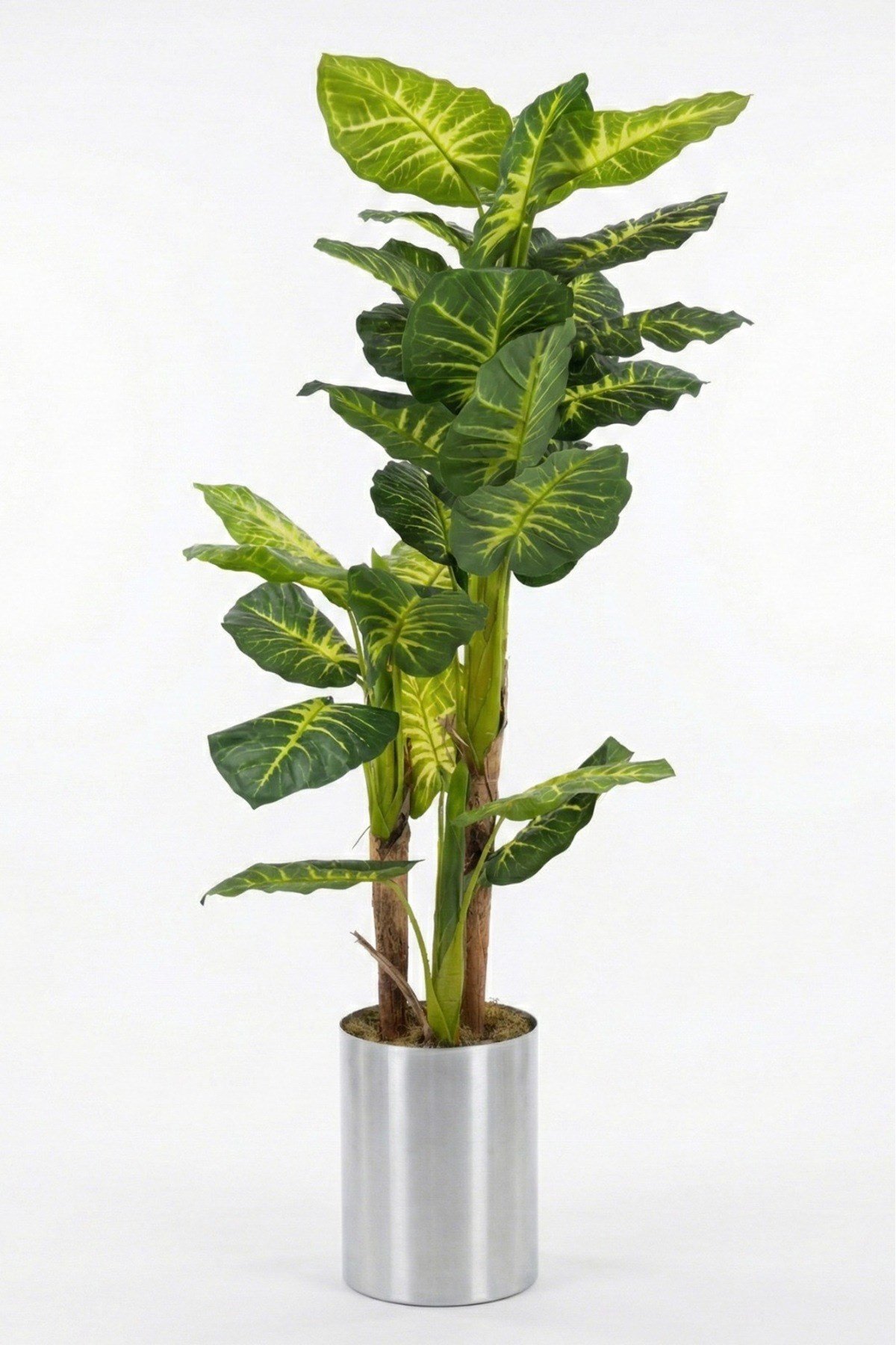 Difenbahya 160cm