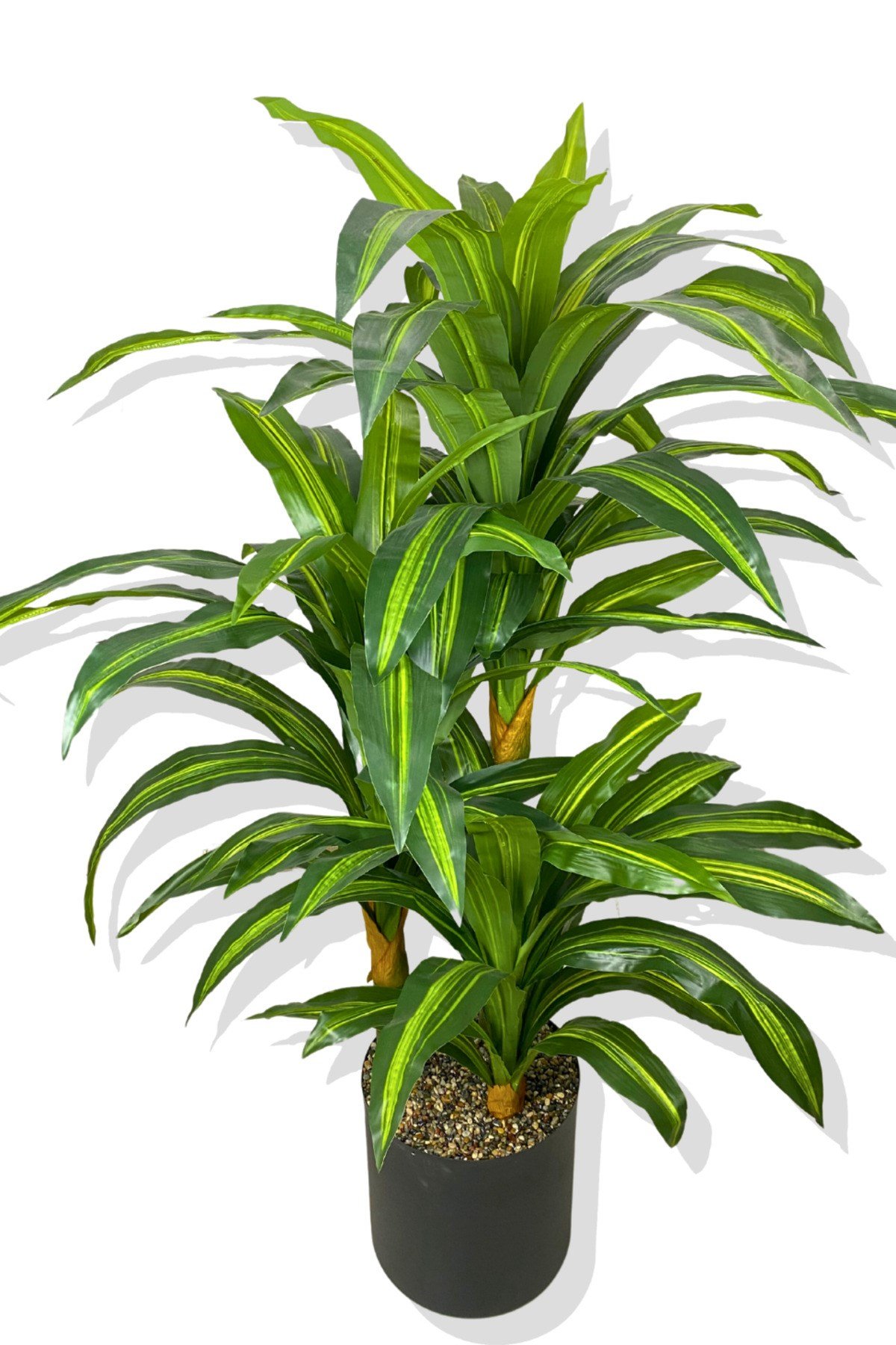 DRACAENA FRAGRANS 3 GÖVDE YAPAY AĞAÇ 160 CM GOLD KEMERLİ BEYAZ 30X30 SAKSI