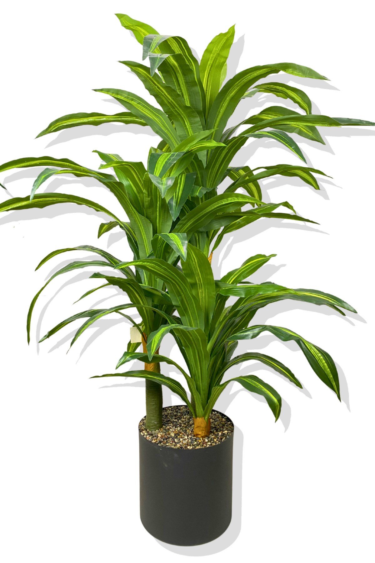 DRACAENA FRAGRANS 3 GÖVDE YAPAY AĞAÇ 160 CM GOLD KEMERLİ BEYAZ 30X30 SAKSI