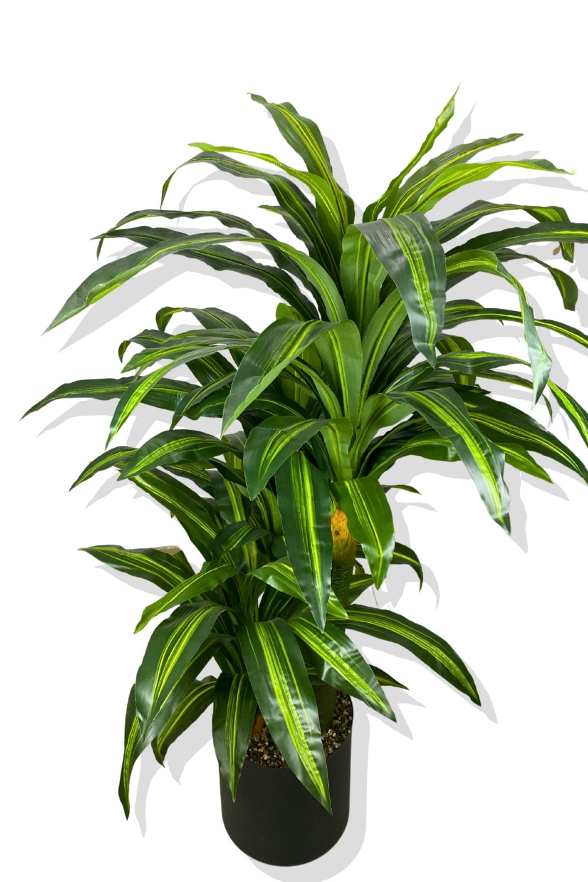 DRACAENA FRAGRANS 3 GÖVDE YAPAY AĞAÇ 160 CM GOLD KEMERLİ BEYAZ 30X30 SAKSI