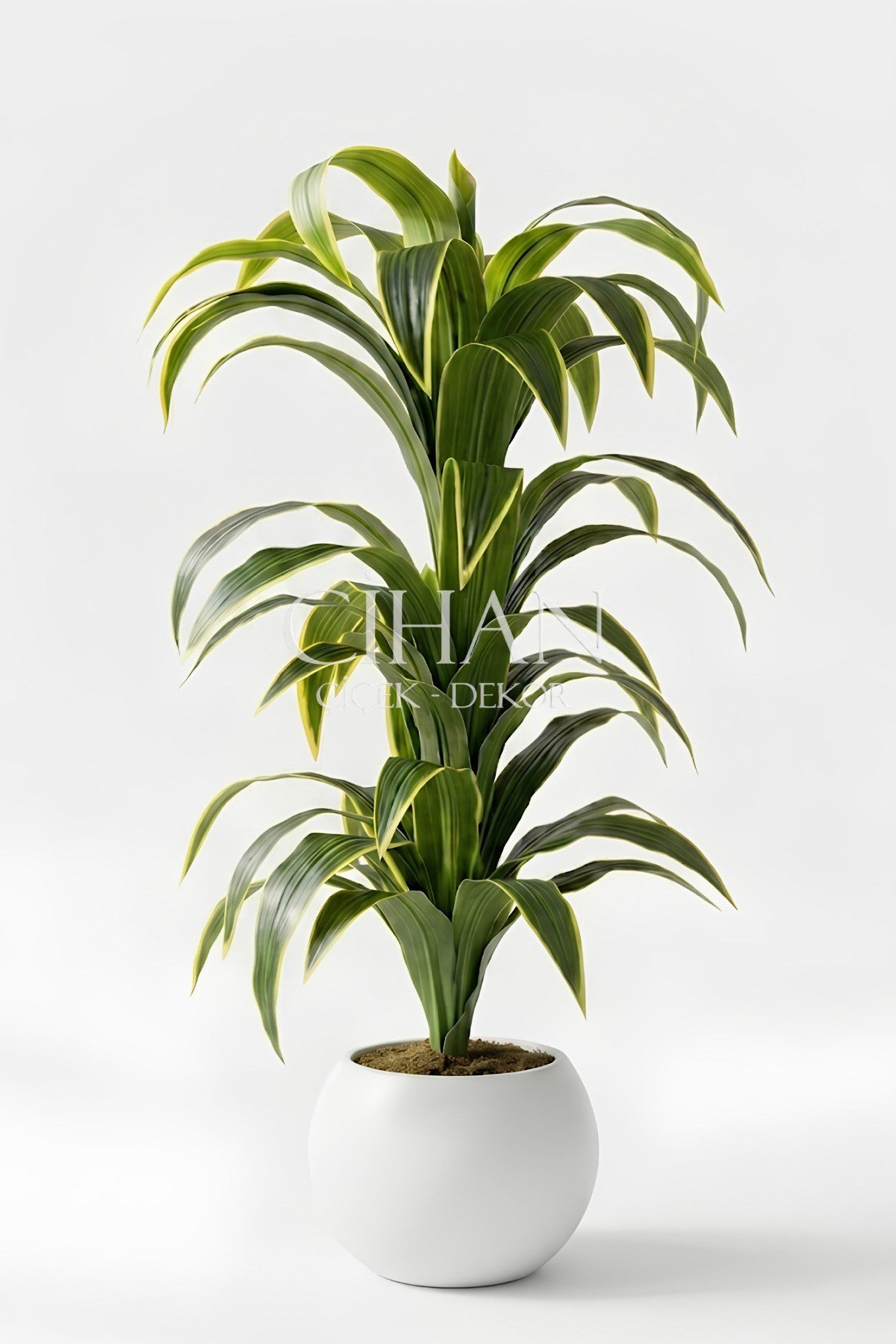 Küre Saksılı Yapay 150 cm Dracaena Fragrans Ağacı