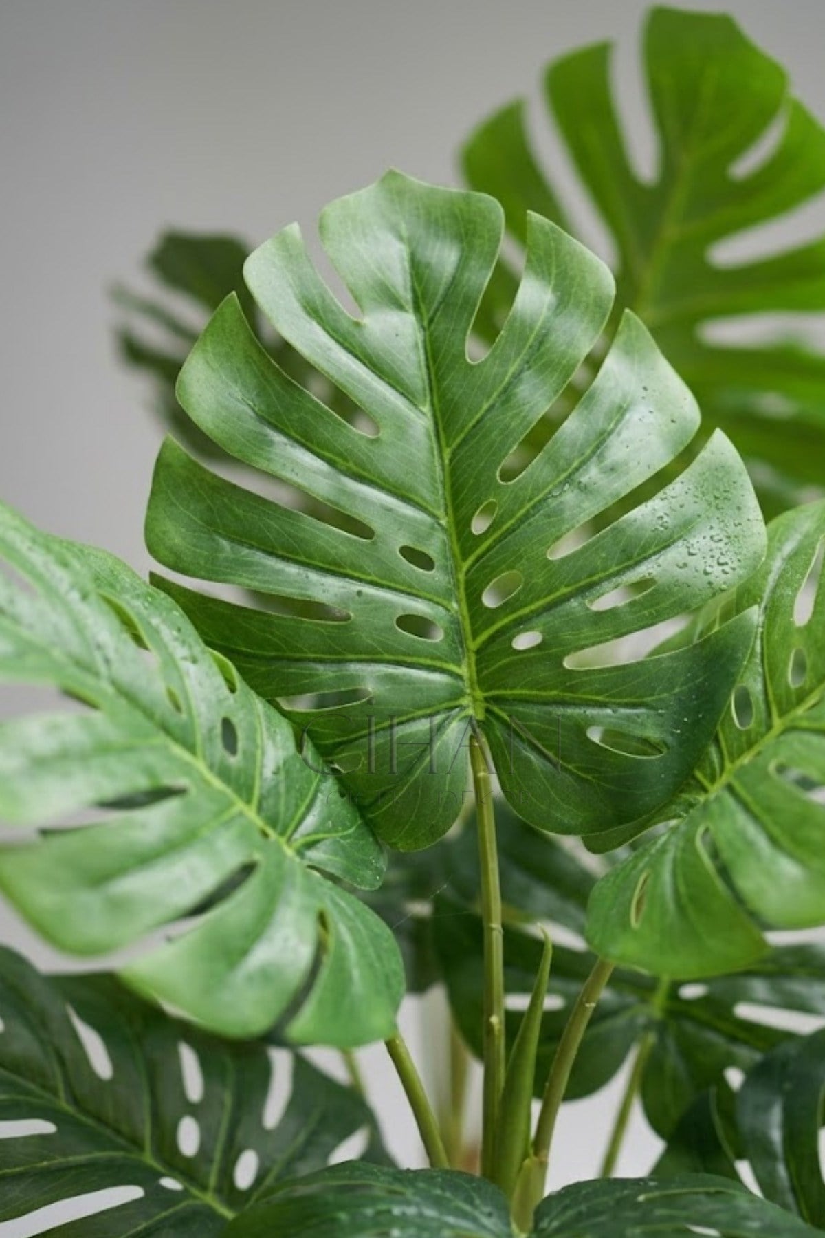 Monstera Ağacı 170cm Antrasit Küre Saksı
