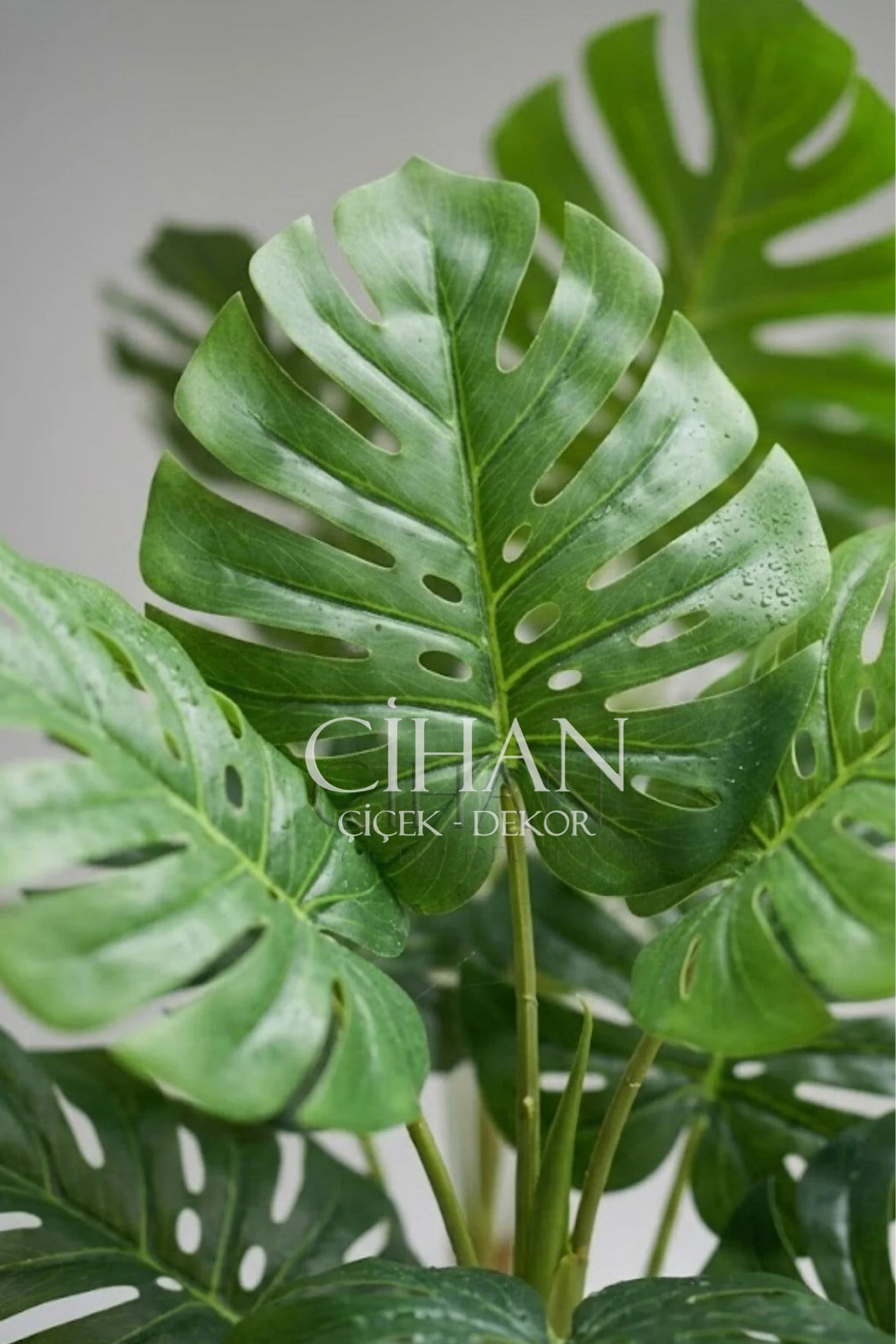 Monstera Ağacı 170cm Antrasit Küre Saksı