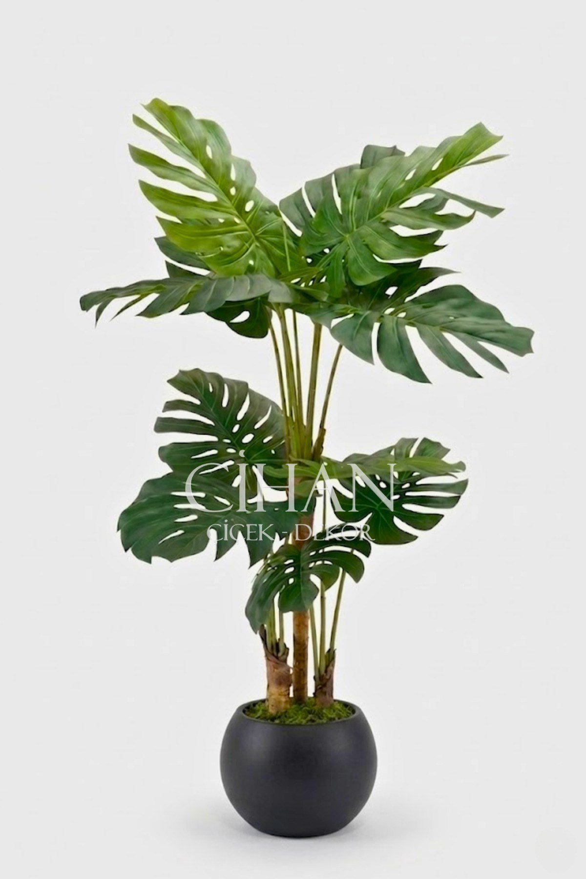 Monstera Ağacı 170cm Antrasit Küre Saksı