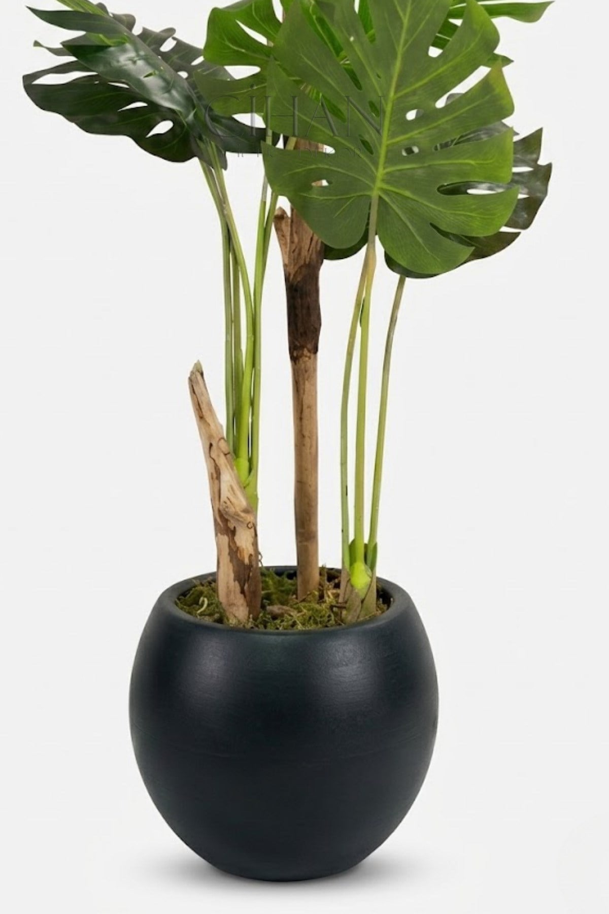 Monstera Ağacı 170cm Antrasit Küre Saksı