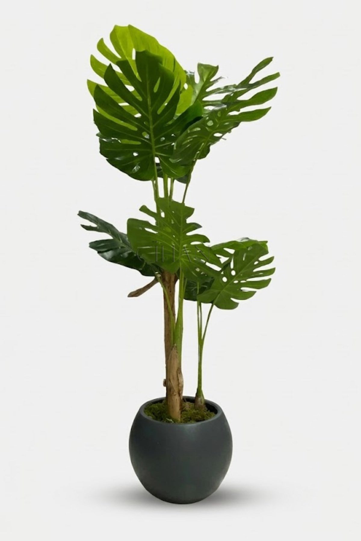 Monstera Ağacı 170cm Antrasit Küre Saksı