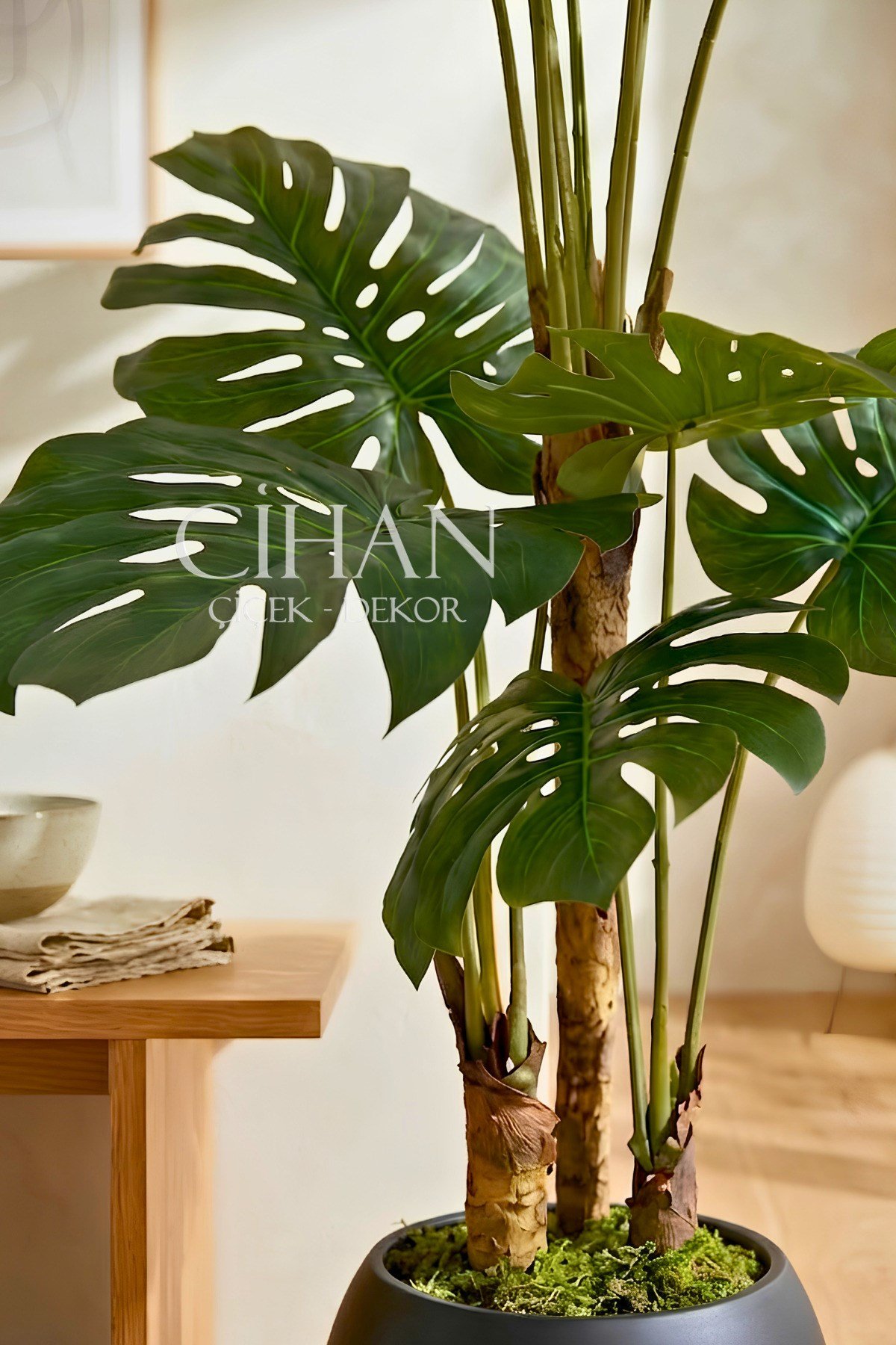Monstera Ağacı 170cm Antrasit Küre Saksı