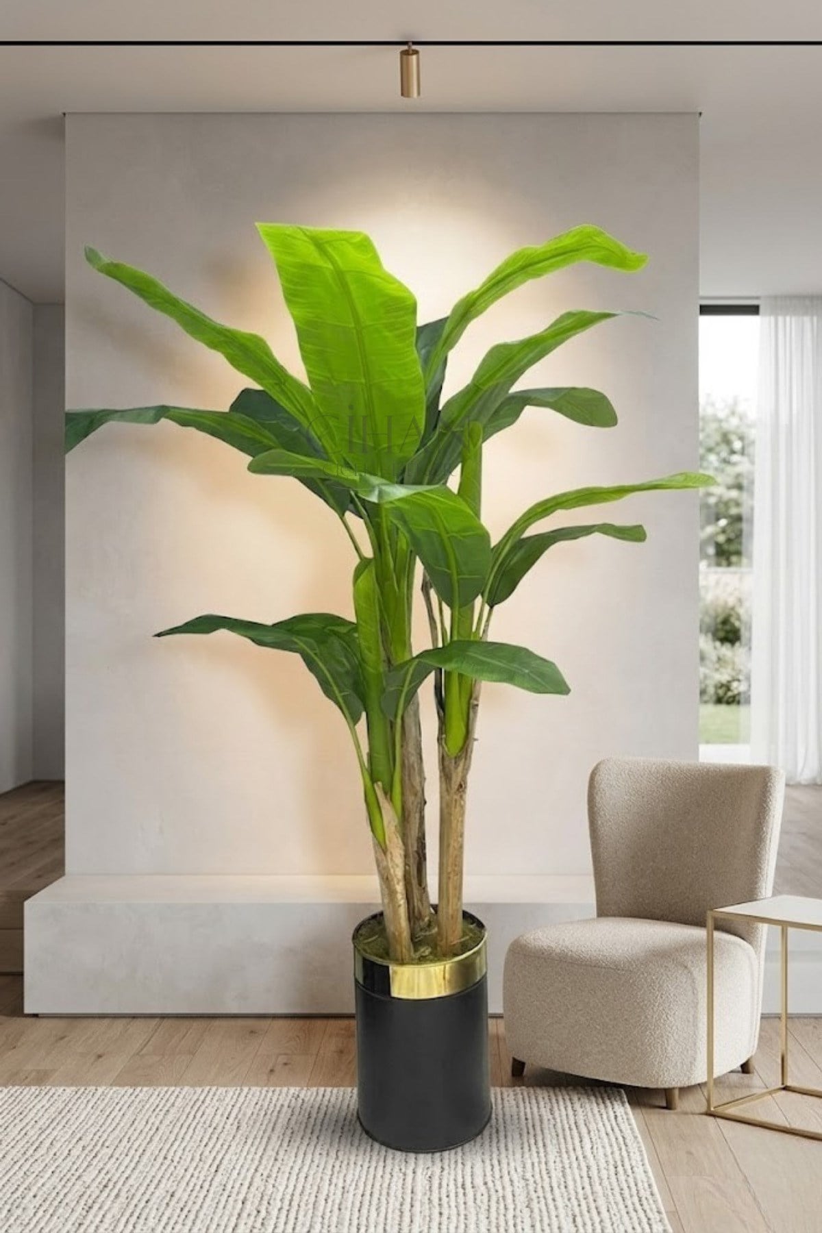 Muz Ağacı 220 Cm 3 Gövdeli