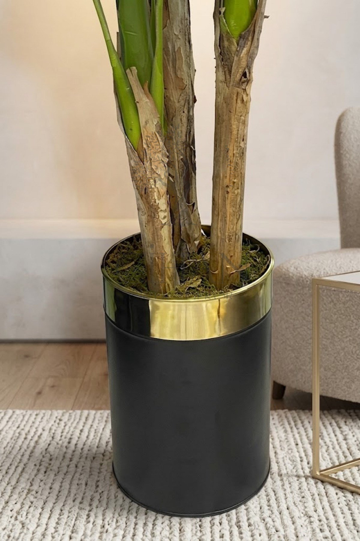 Muz Ağacı 220 Cm 3 Gövdeli