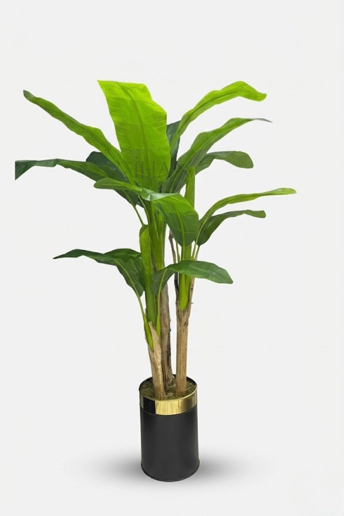 Muz Ağacı 220 Cm 3 Gövdeli